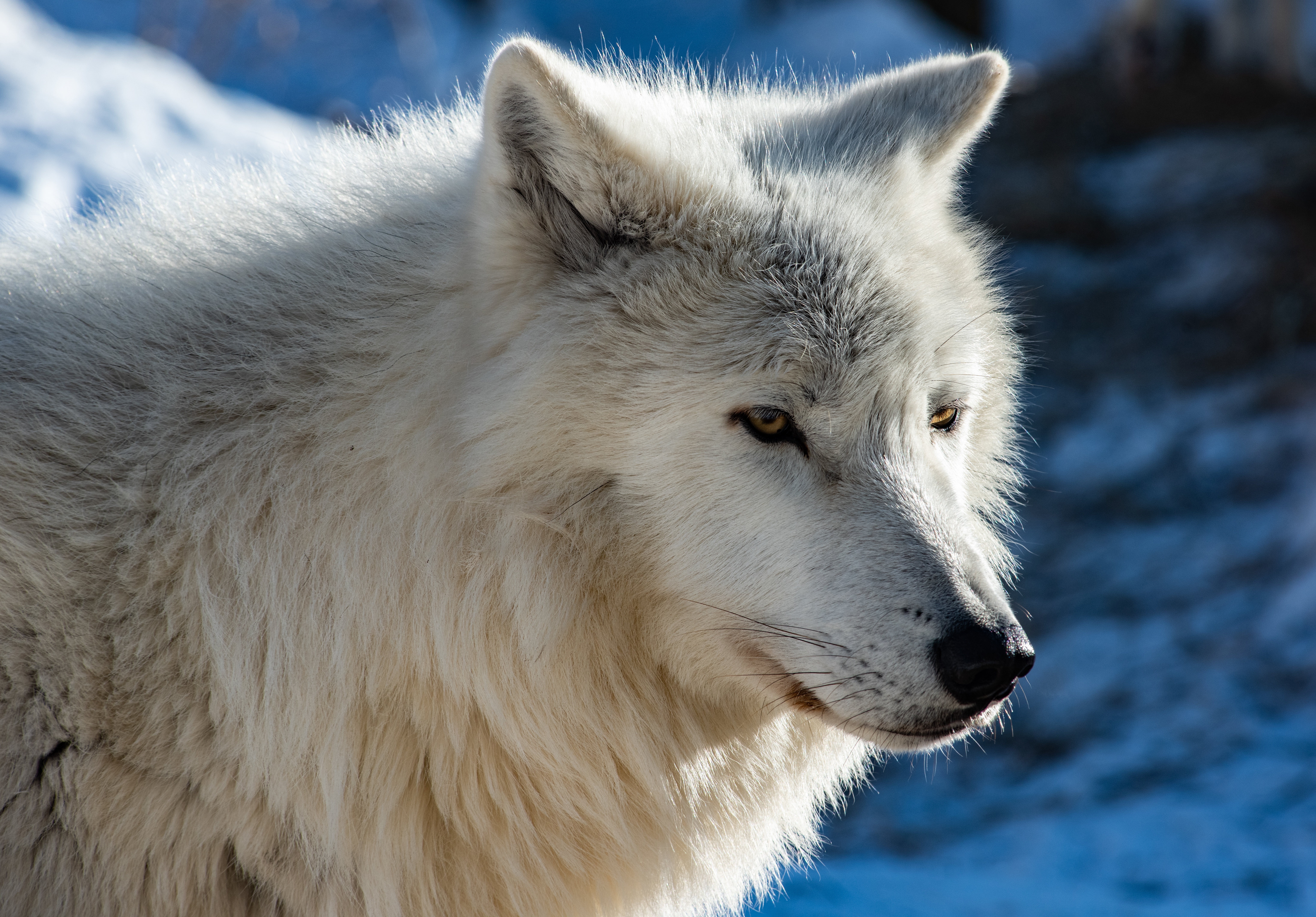 490323壁紙のダウンロード動物, 狼, ホッキョクオオカミ, オオカミ-スクリーンセーバーと写真を無料で