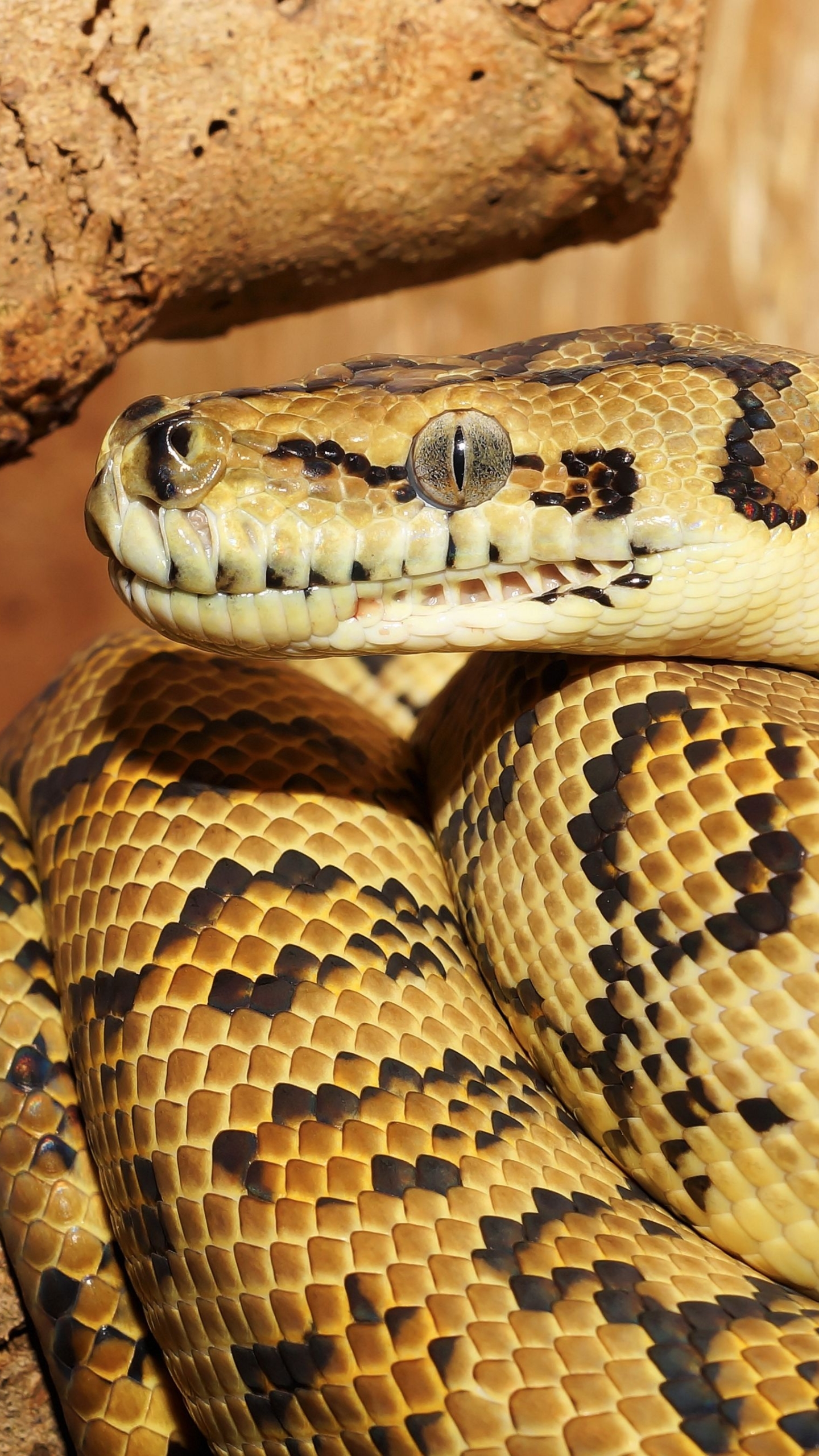 Descarga gratis la imagen Animales, Reptil, Serpiente, Reptiles, Pitón en el escritorio de tu PC