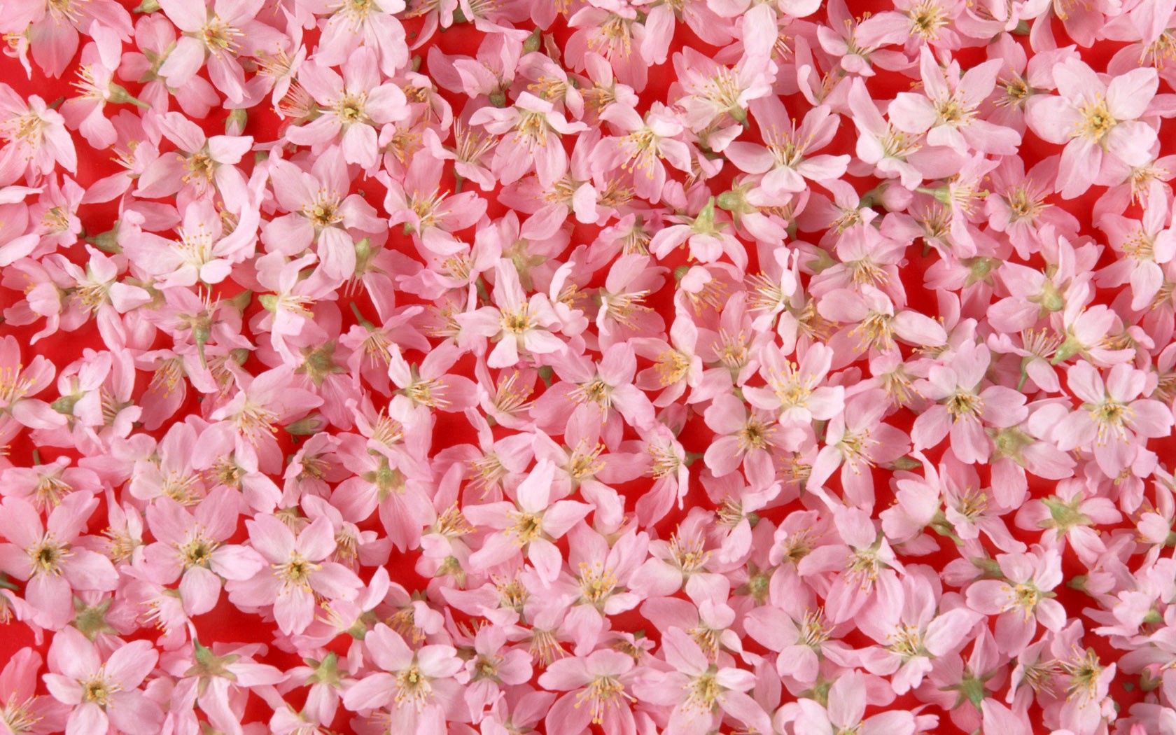 Download mobile wallpaper Flowers, Lie, To Lie Down, Pink, Flowering, Bloom, Spring for free.