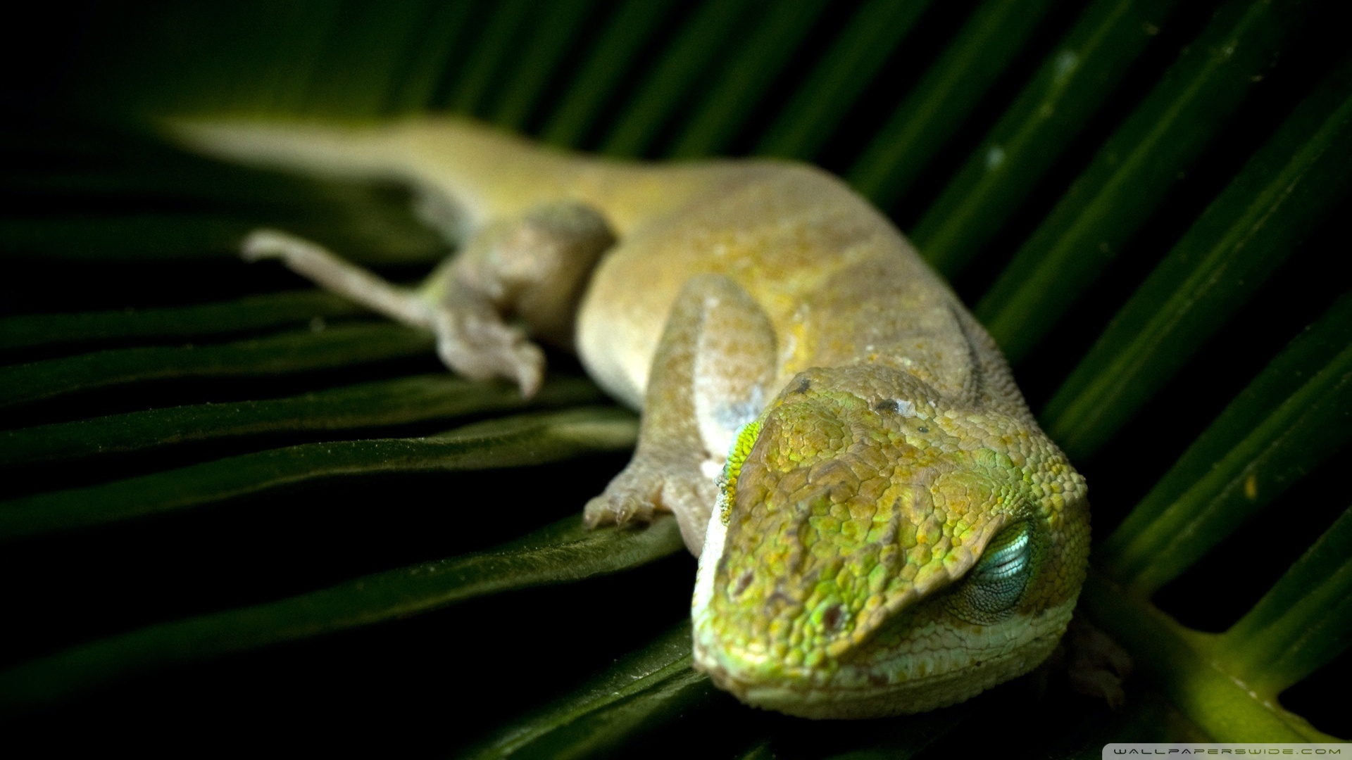 336954 descargar imagen animales, anolis verde, lagarto, reptiles: fondos de pantalla y protectores de pantalla gratis