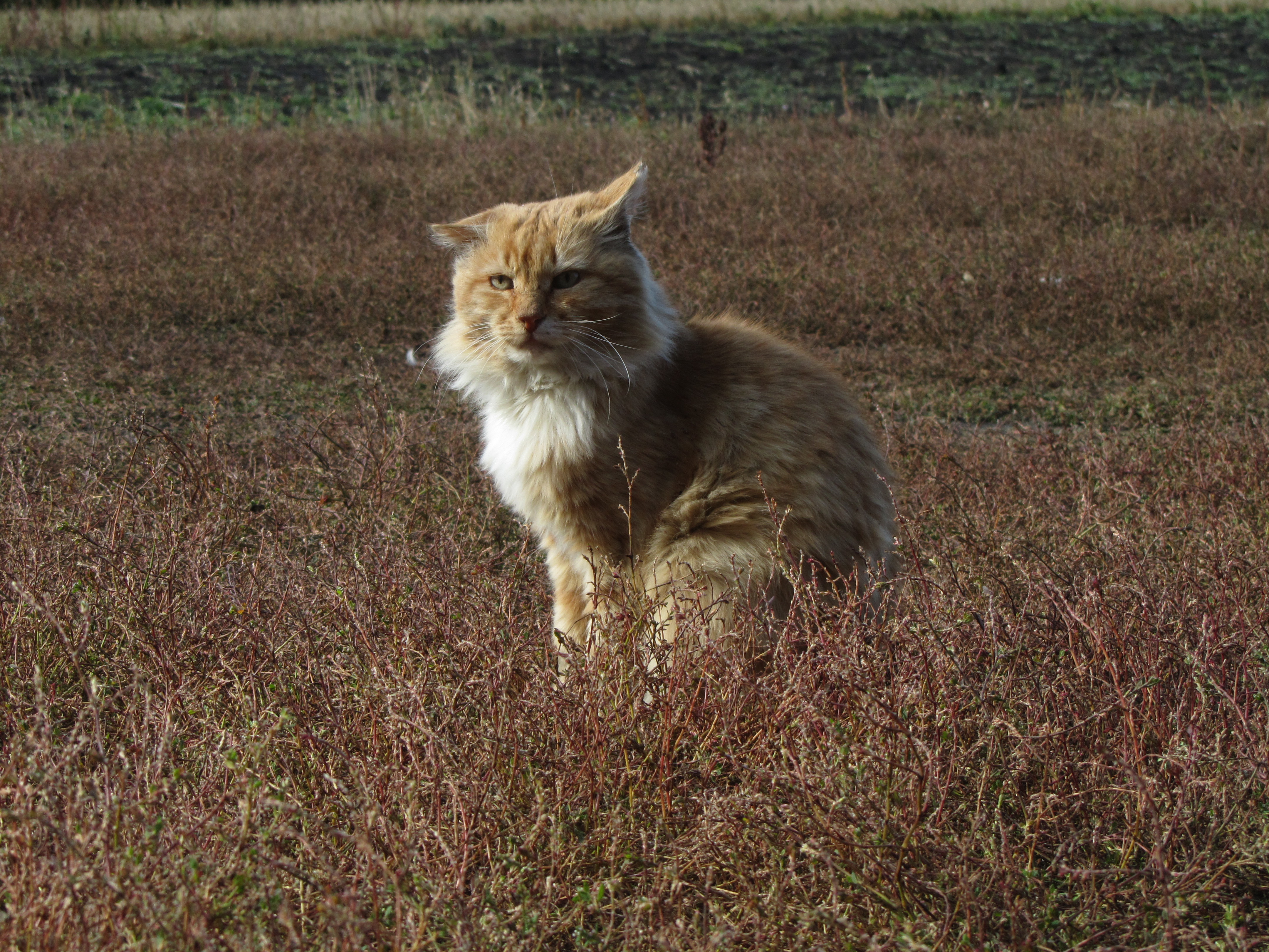 Handy-Wallpaper Tiere, Katze kostenlos herunterladen.