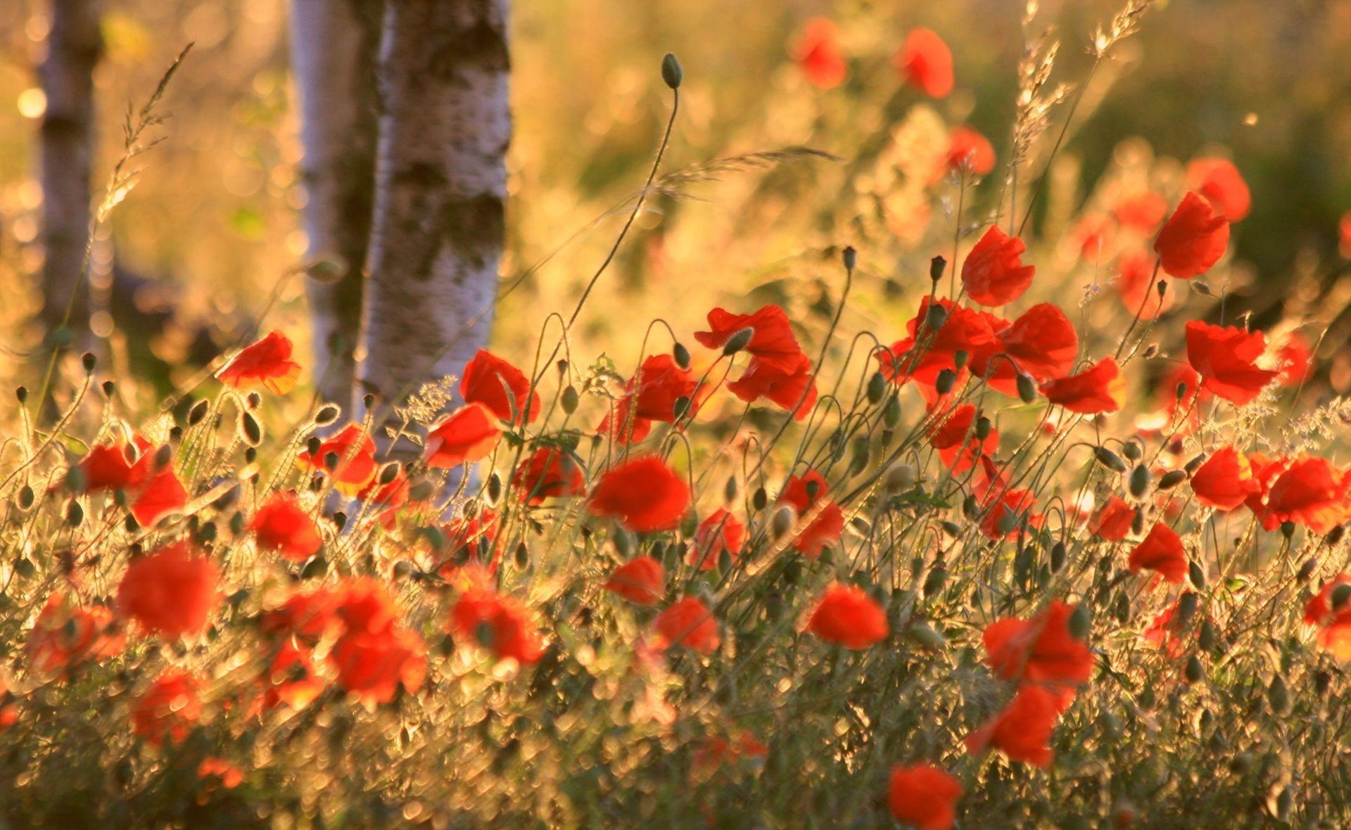 Free download wallpaper Flowers, Poppies, Summer, Blur, Smooth, Ears, Spikes on your PC desktop