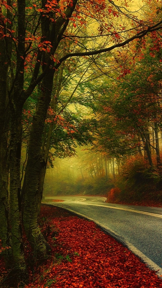 Baixar papel de parede para celular de Outono, Estrada, Floresta, Árvore, Cair, Feito Pelo Homem gratuito.