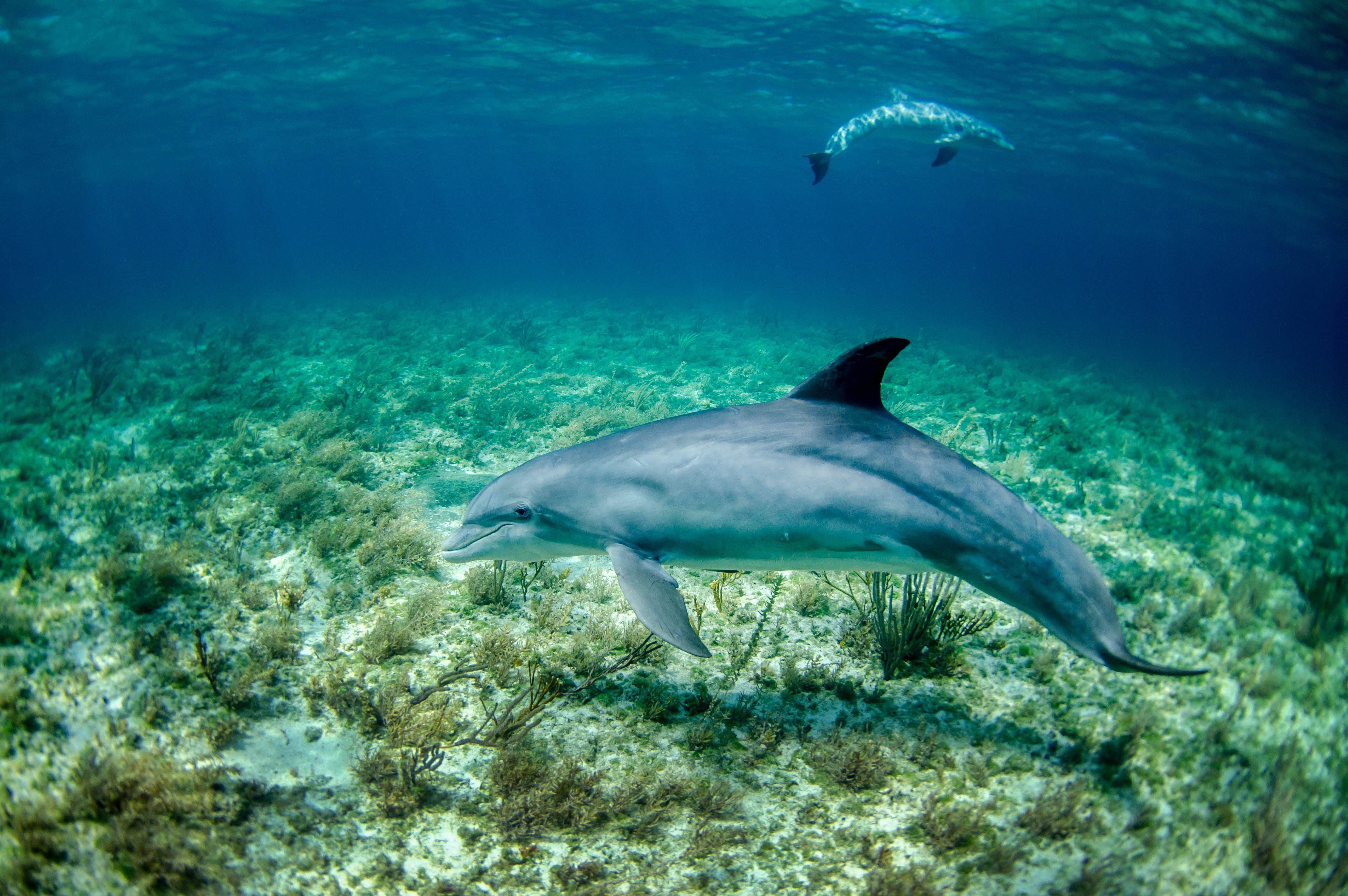 PCデスクトップに動物, イルカ, 水中, 海の生物画像を無料でダウンロード