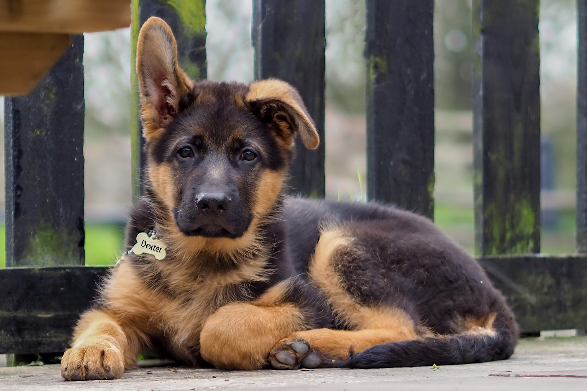 Download mobile wallpaper Dogs, Dog, Animal, Puppy, German Shepherd, Baby Animal for free.