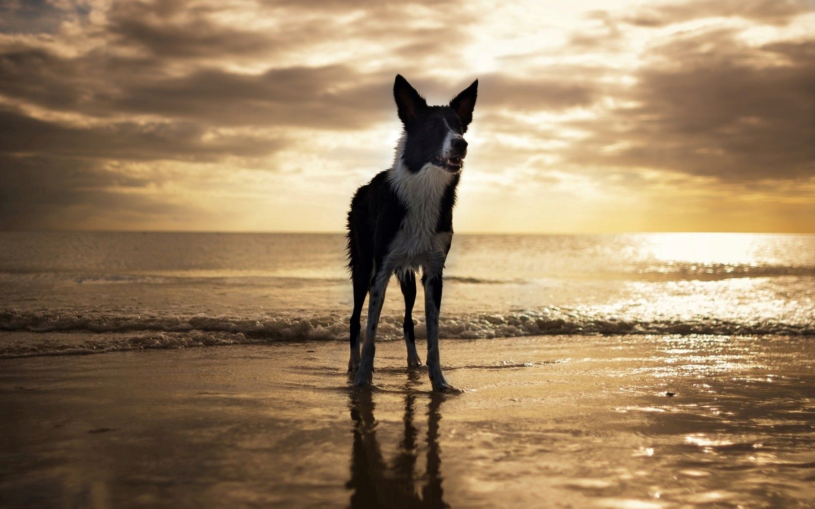 Download mobile wallpaper Animals, Dog, United States, Florida, Usa, Beach for free.