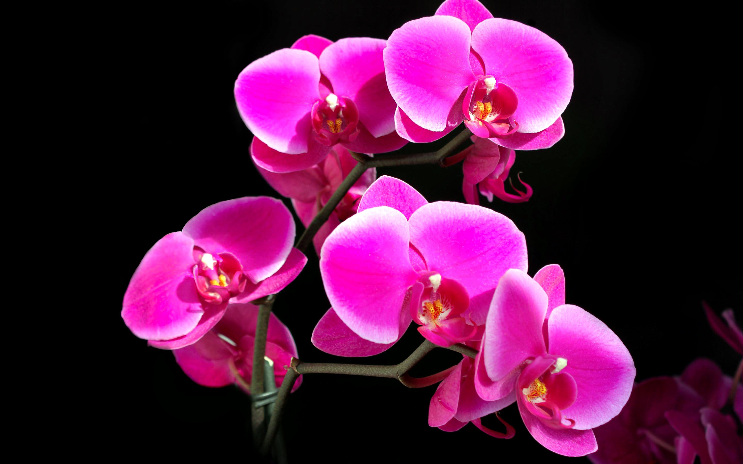 Download mobile wallpaper Earth, Orchid for free.