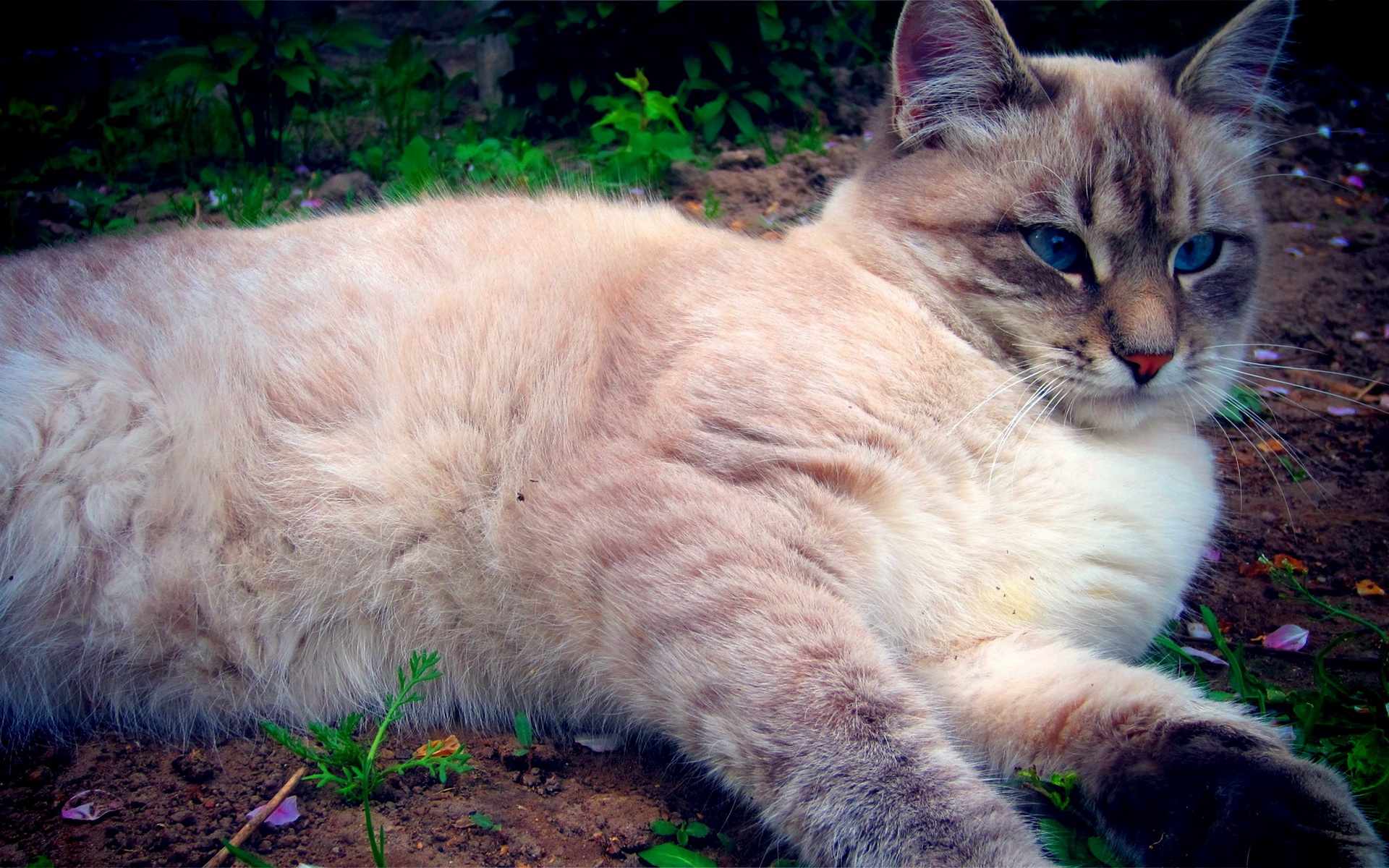 Baixe gratuitamente a imagem Animais, Gatos, Gato na área de trabalho do seu PC