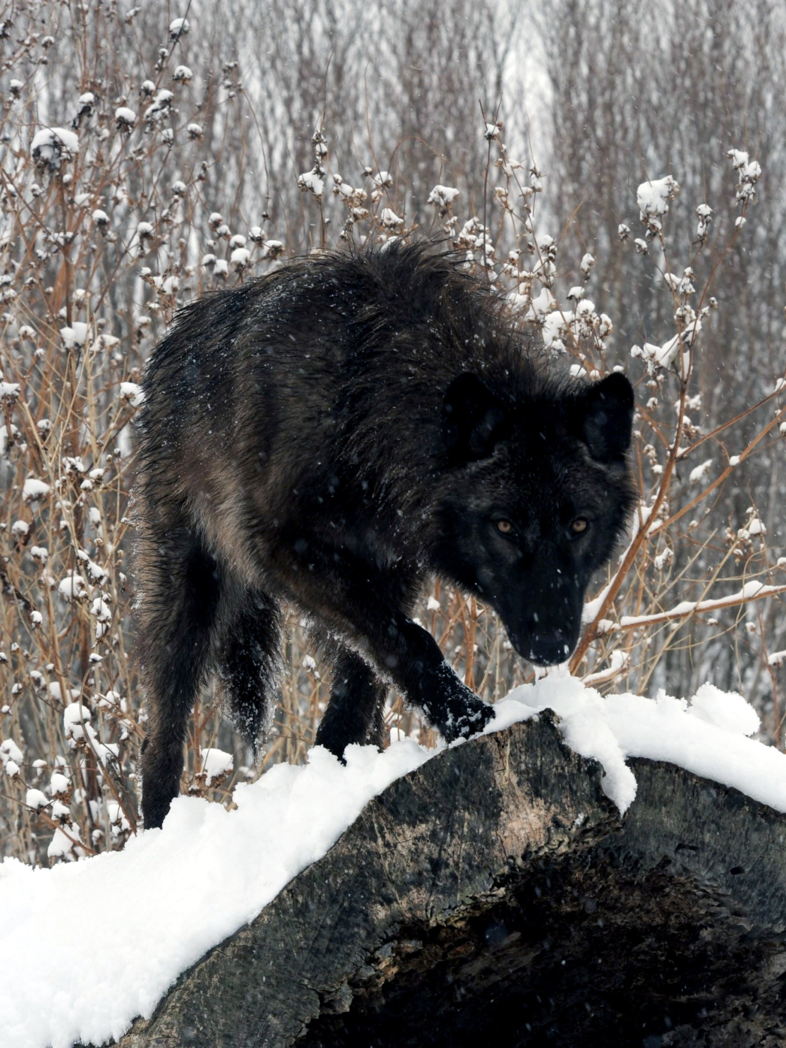 Handy-Wallpaper Tiere, Schnee, Wolf, Wolves kostenlos herunterladen.