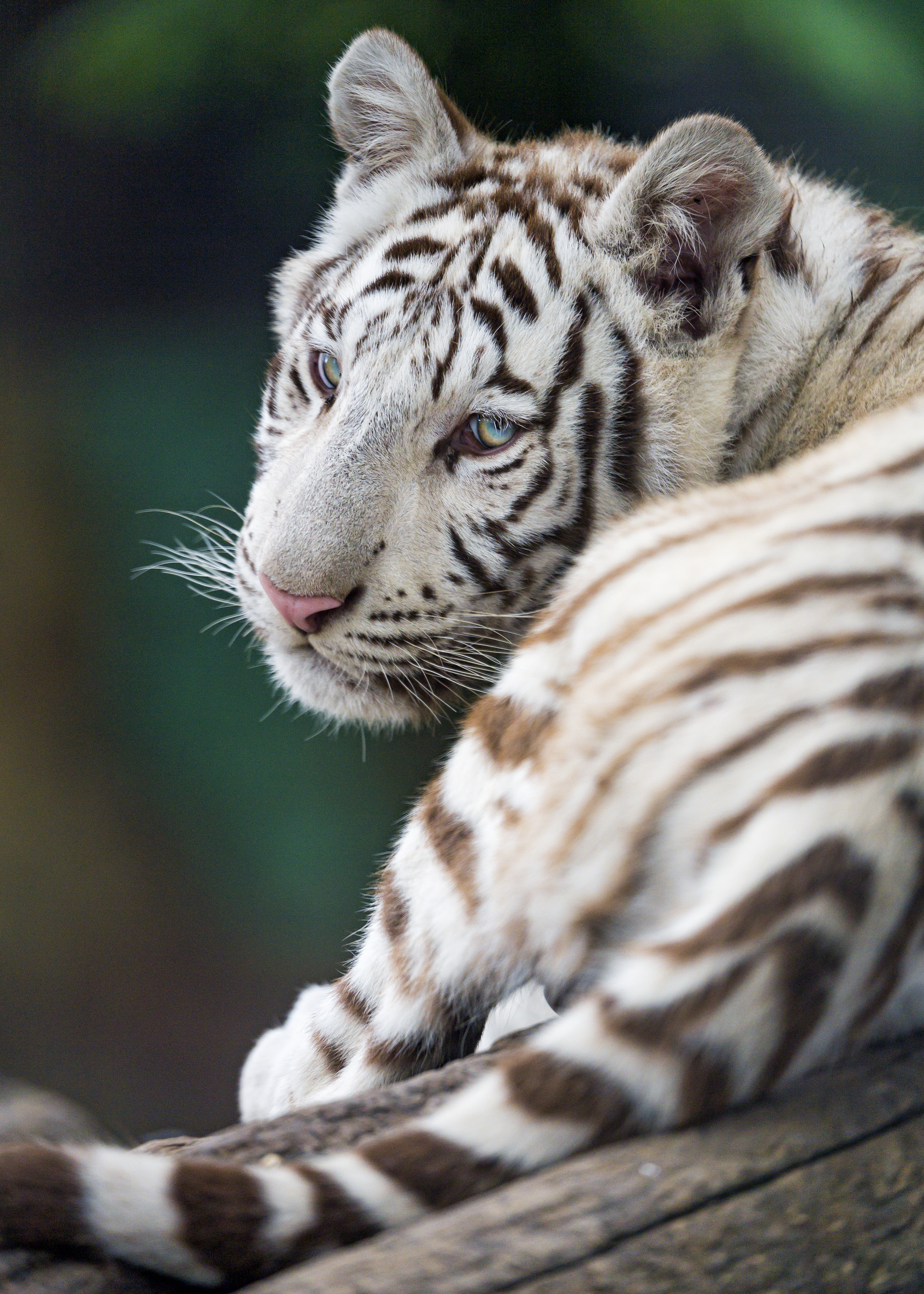 154057 Hintergrundbild herunterladen tiere, weiß, raubtier, predator, tiger, tier, albino - Bildschirmschoner und Bilder kostenlos