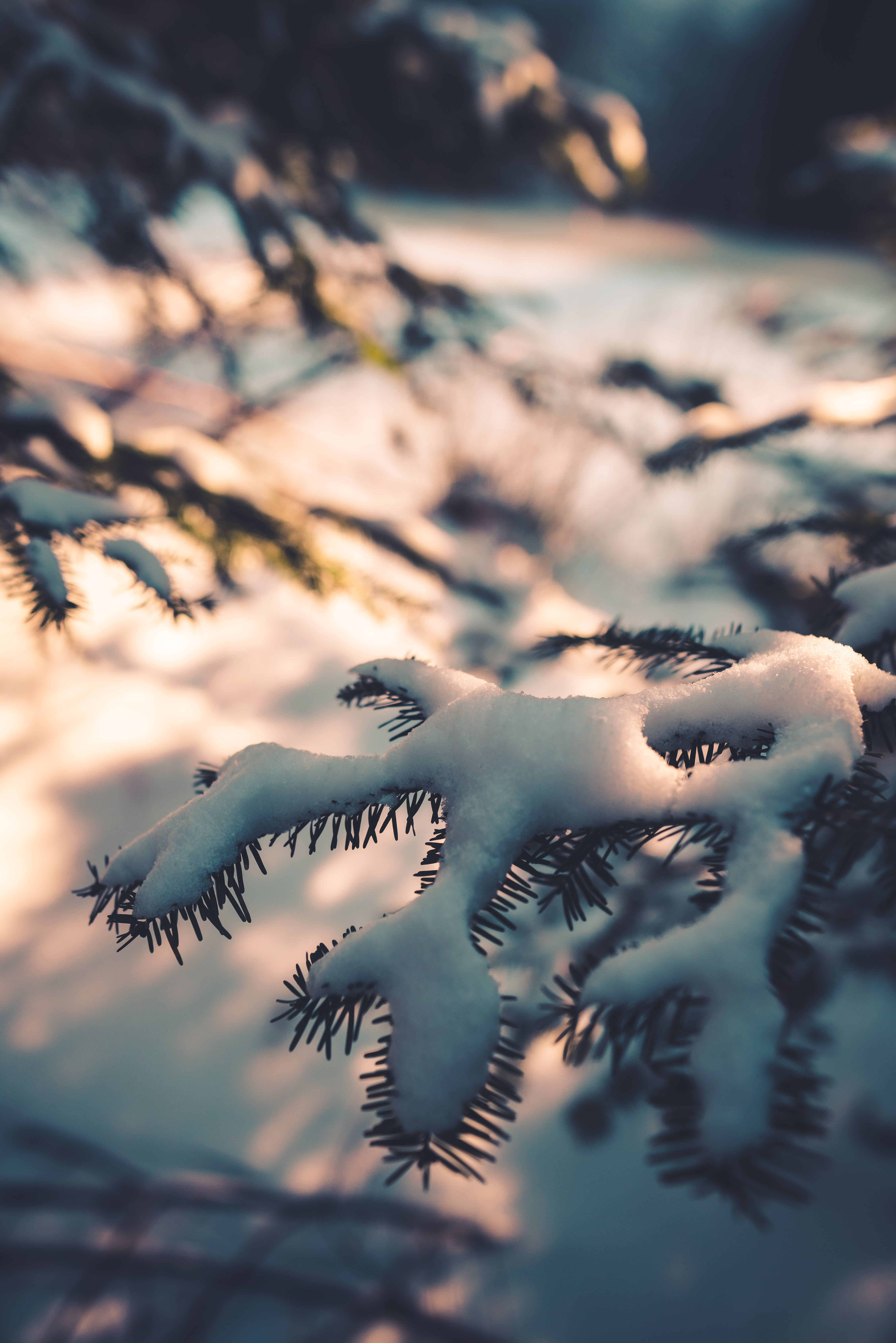Download mobile wallpaper Winter, Macro, Branch, Snow for free.