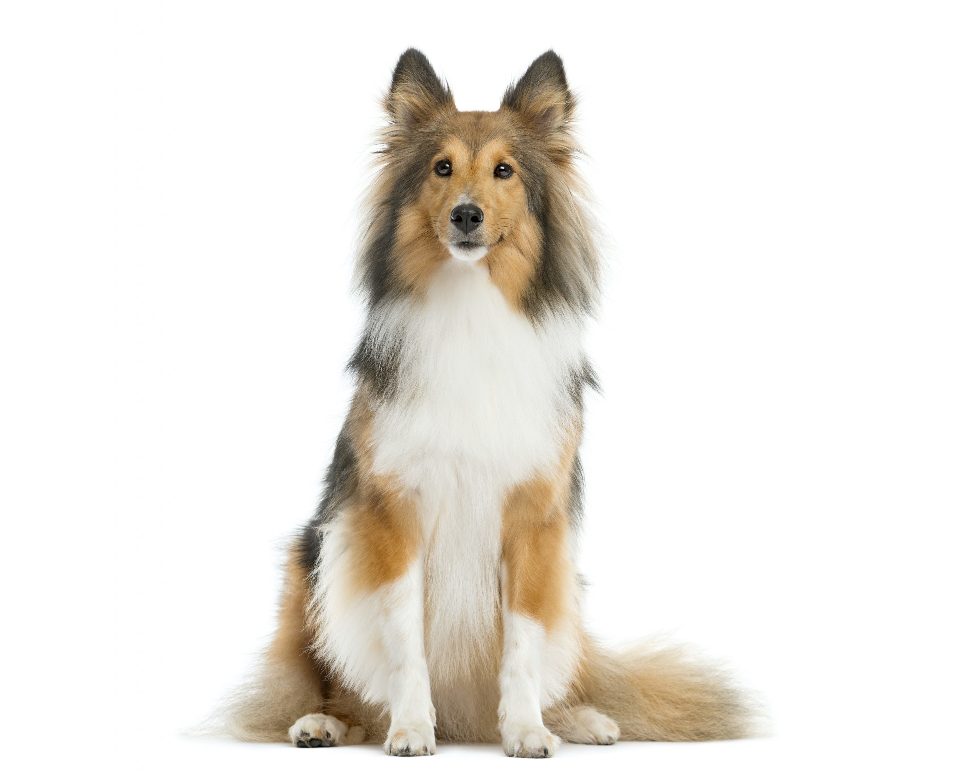 Download mobile wallpaper Dogs, Animal, Shetland Sheepdog for free.