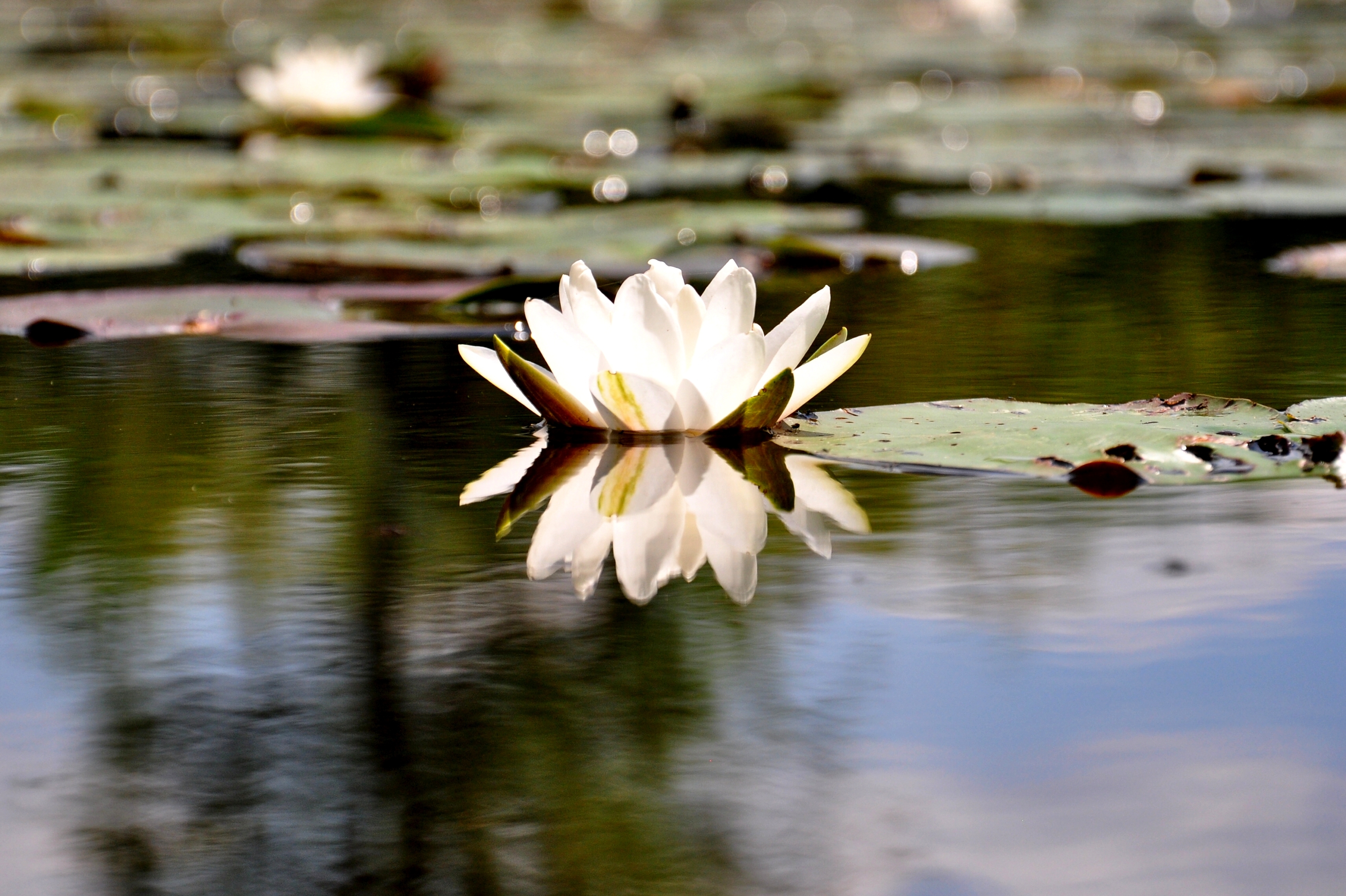 Baixe gratuitamente a imagem Natureza, Flores, Água, Terra/natureza, Reflecção, Lírio De Água na área de trabalho do seu PC