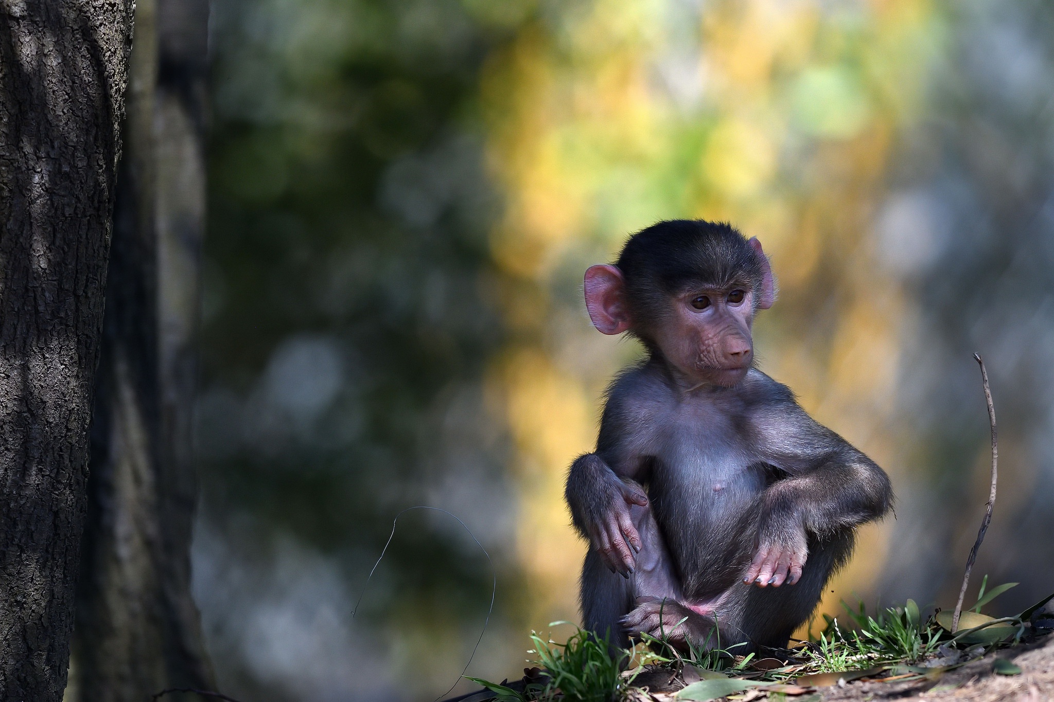 Laden Sie das Tiere, Primas, Affen, Tierbaby-Bild kostenlos auf Ihren PC-Desktop herunter
