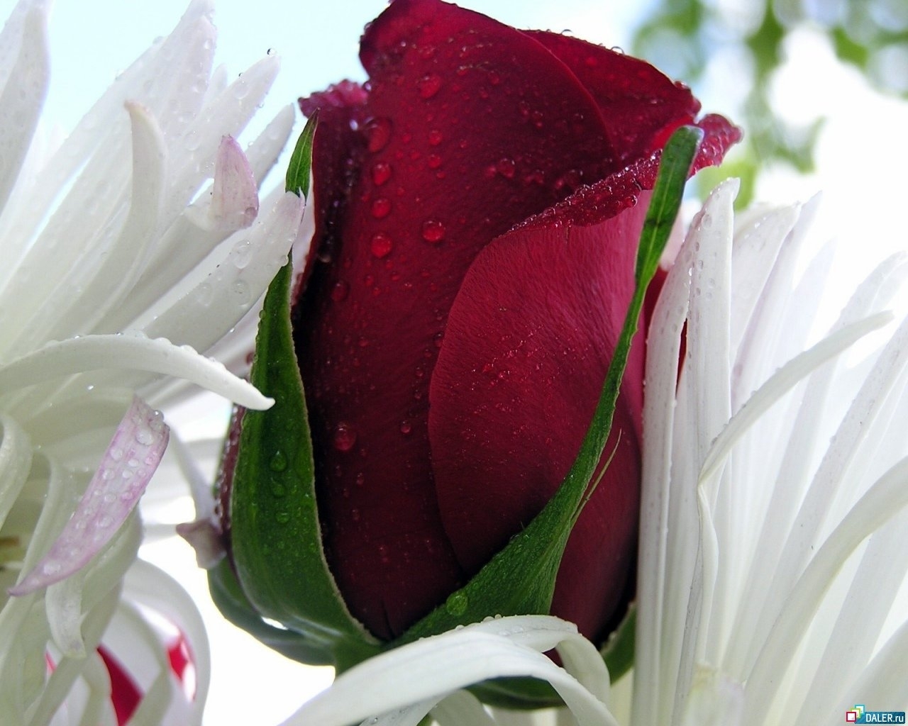 9058 завантажити шпалери 8 березня, рози, краплі, листівки, рослини, квіти - заставки і картинки безкоштовно