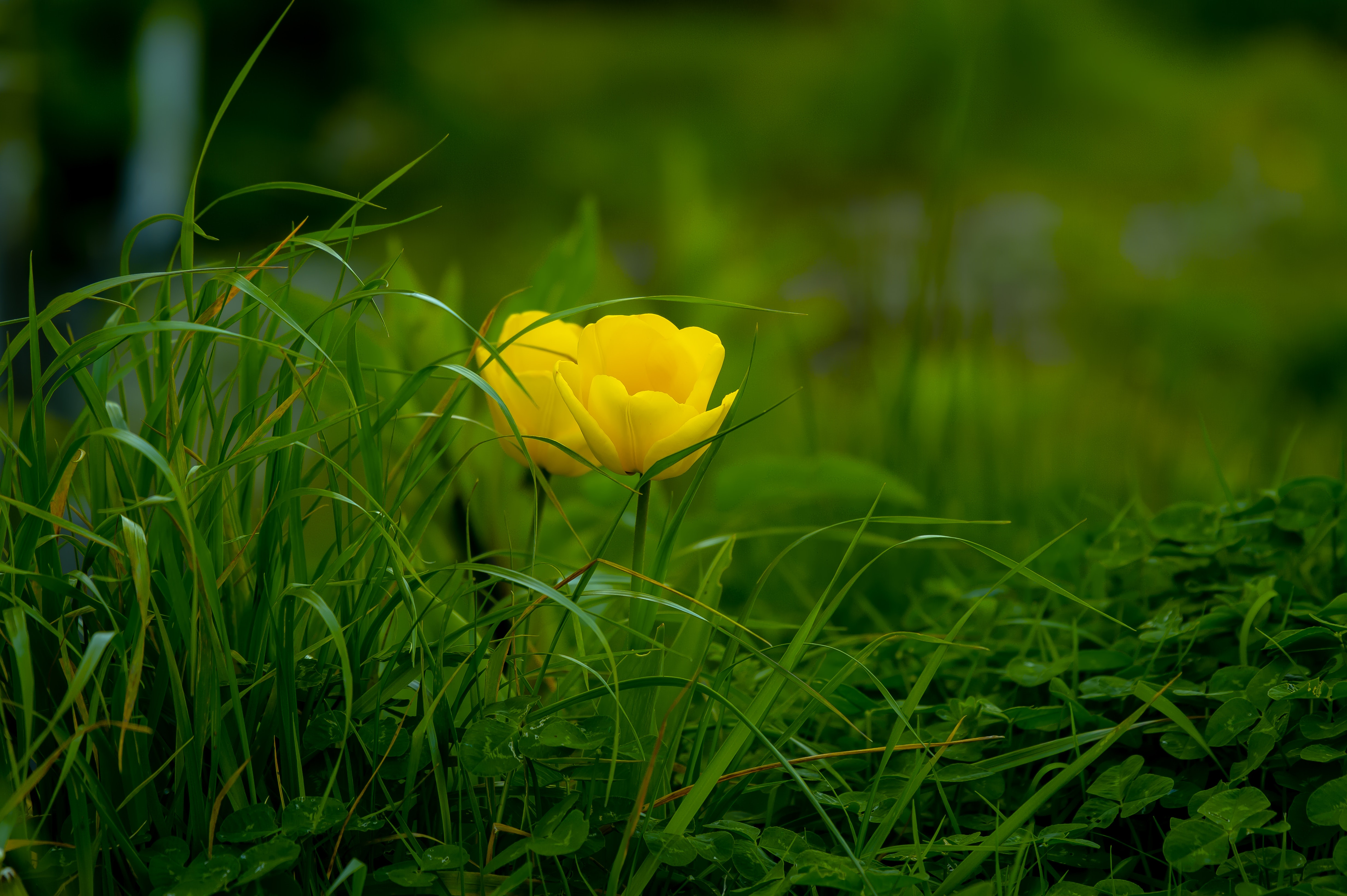 117612 Hintergrundbild herunterladen blume, grass, blühenden, blumen, blühen, tulpe, tulip, flora - Bildschirmschoner und Bilder kostenlos