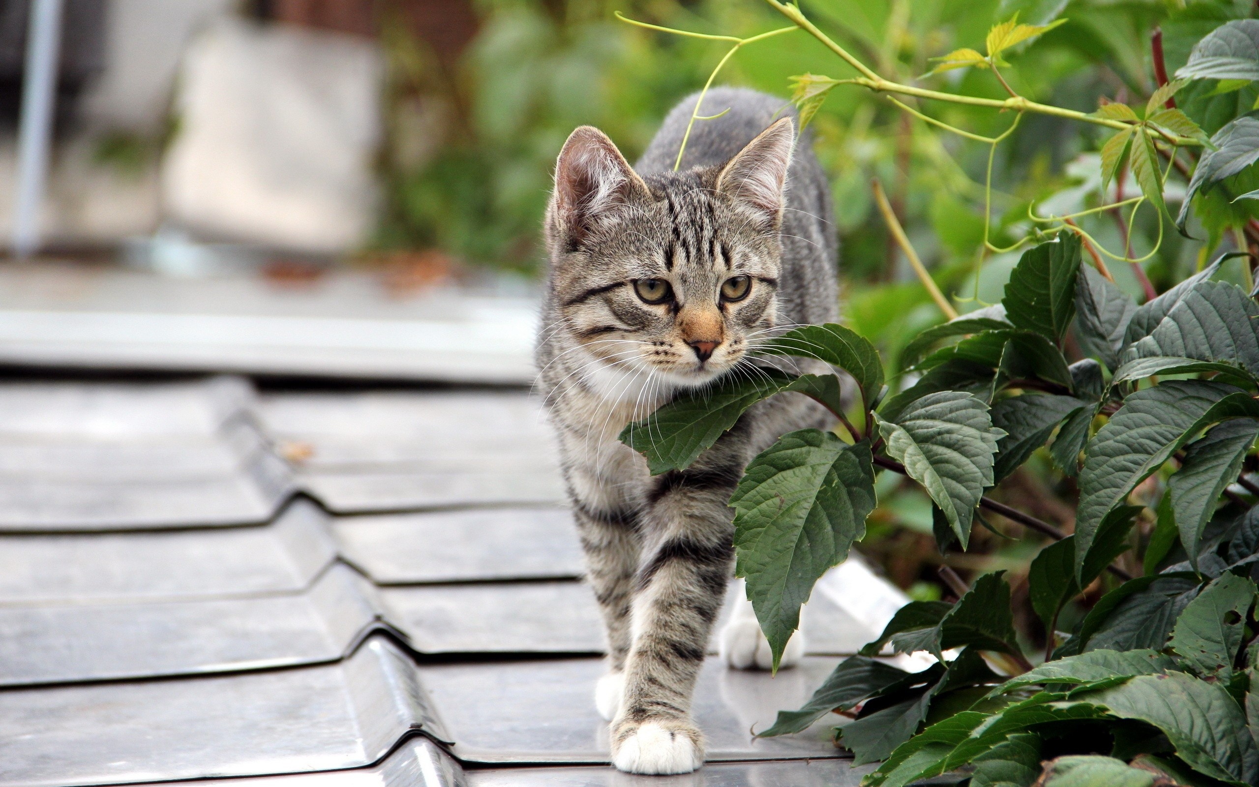 Laden Sie das Tiere, Katzen, Katze-Bild kostenlos auf Ihren PC-Desktop herunter