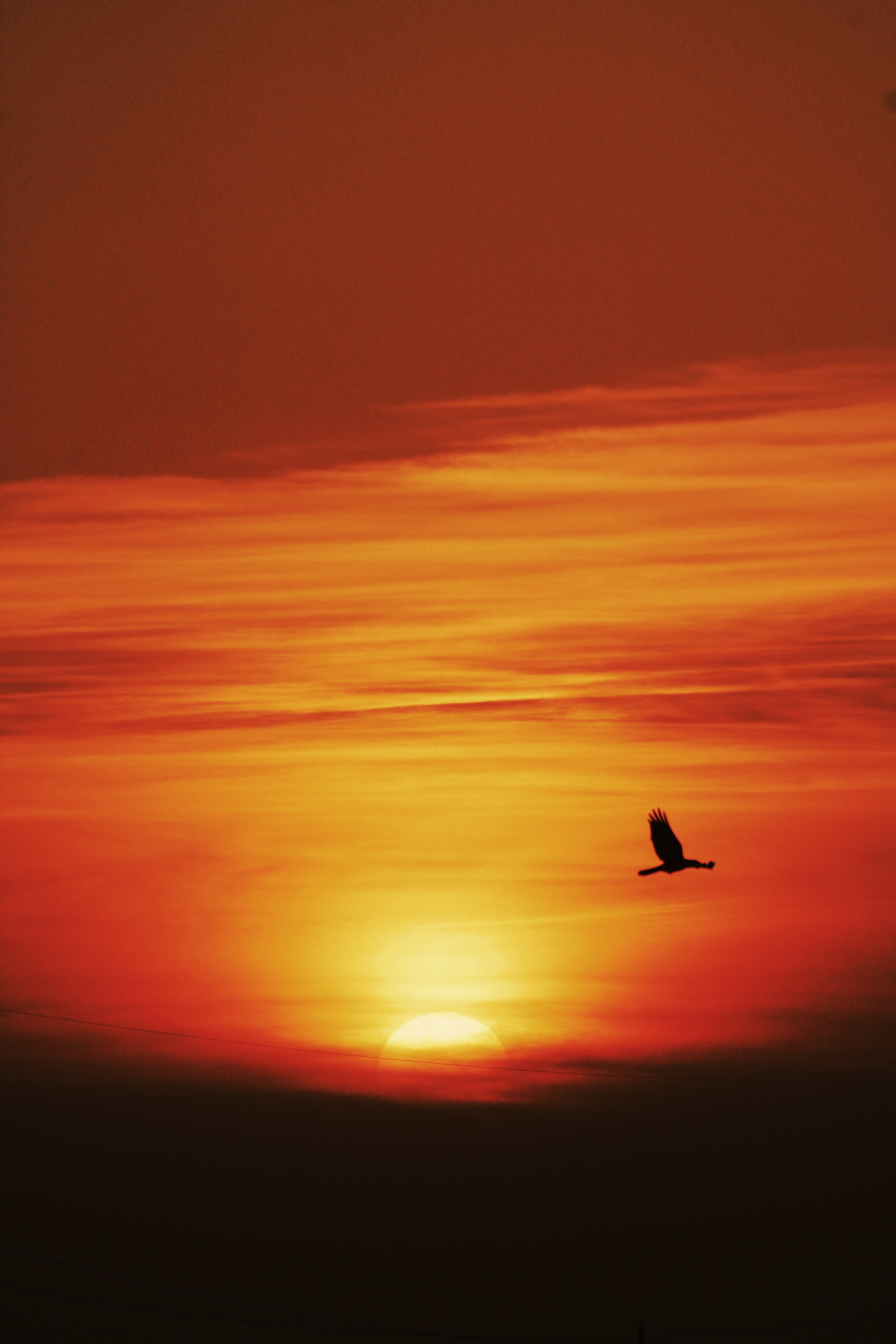 Download mobile wallpaper Nature, Sunset, Flight, Sun, Bird, Dark for free.