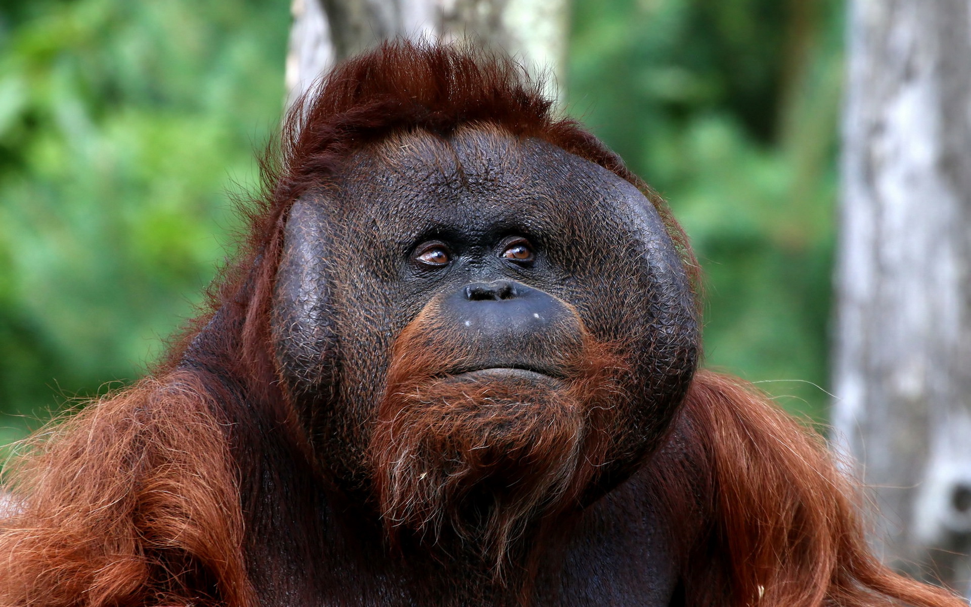 Téléchargez gratuitement l'image Animaux, Singes, Singe, Primate, Orang Outan sur le bureau de votre PC