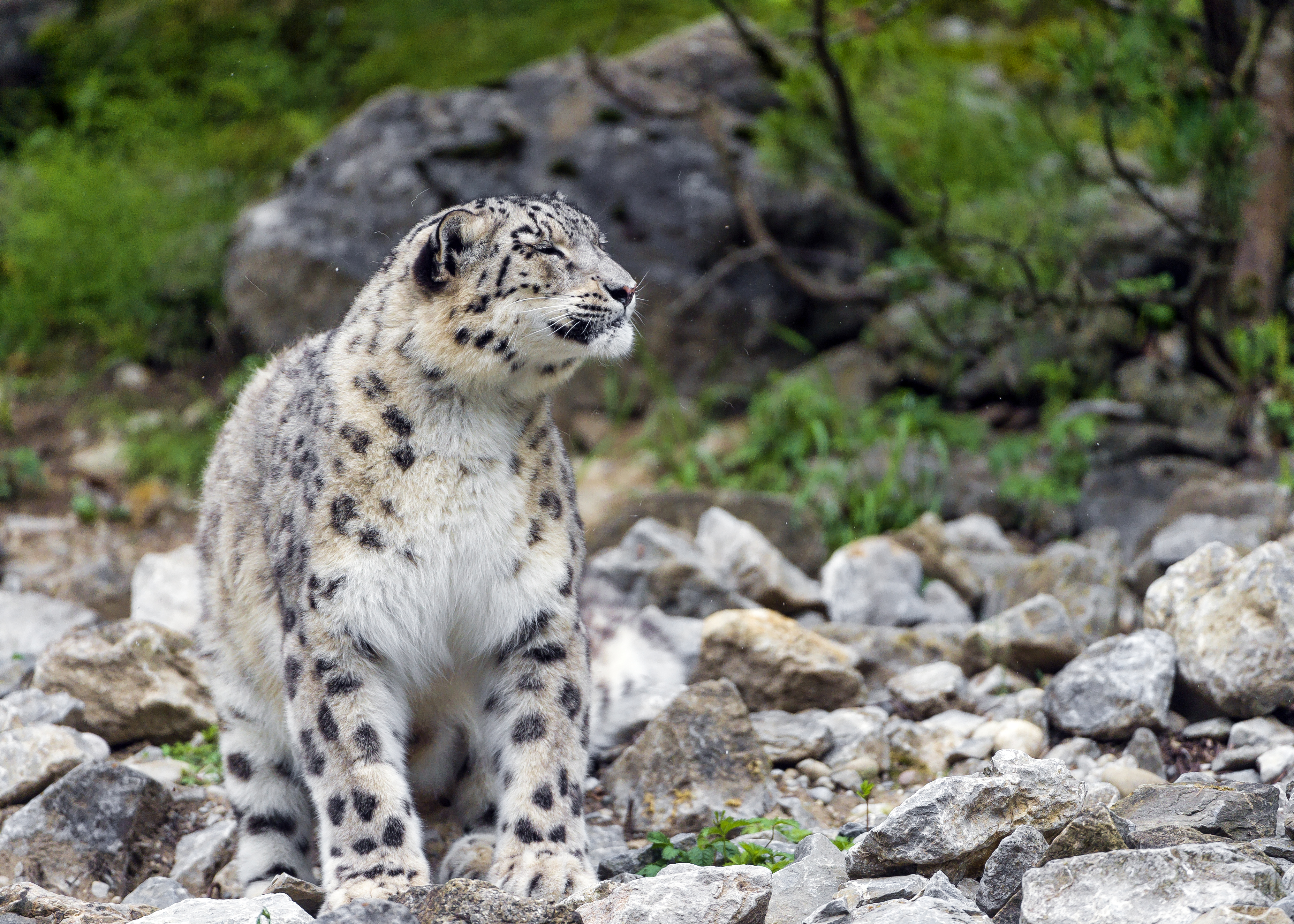 Free download wallpaper Cats, Snow Leopard, Animal on your PC desktop