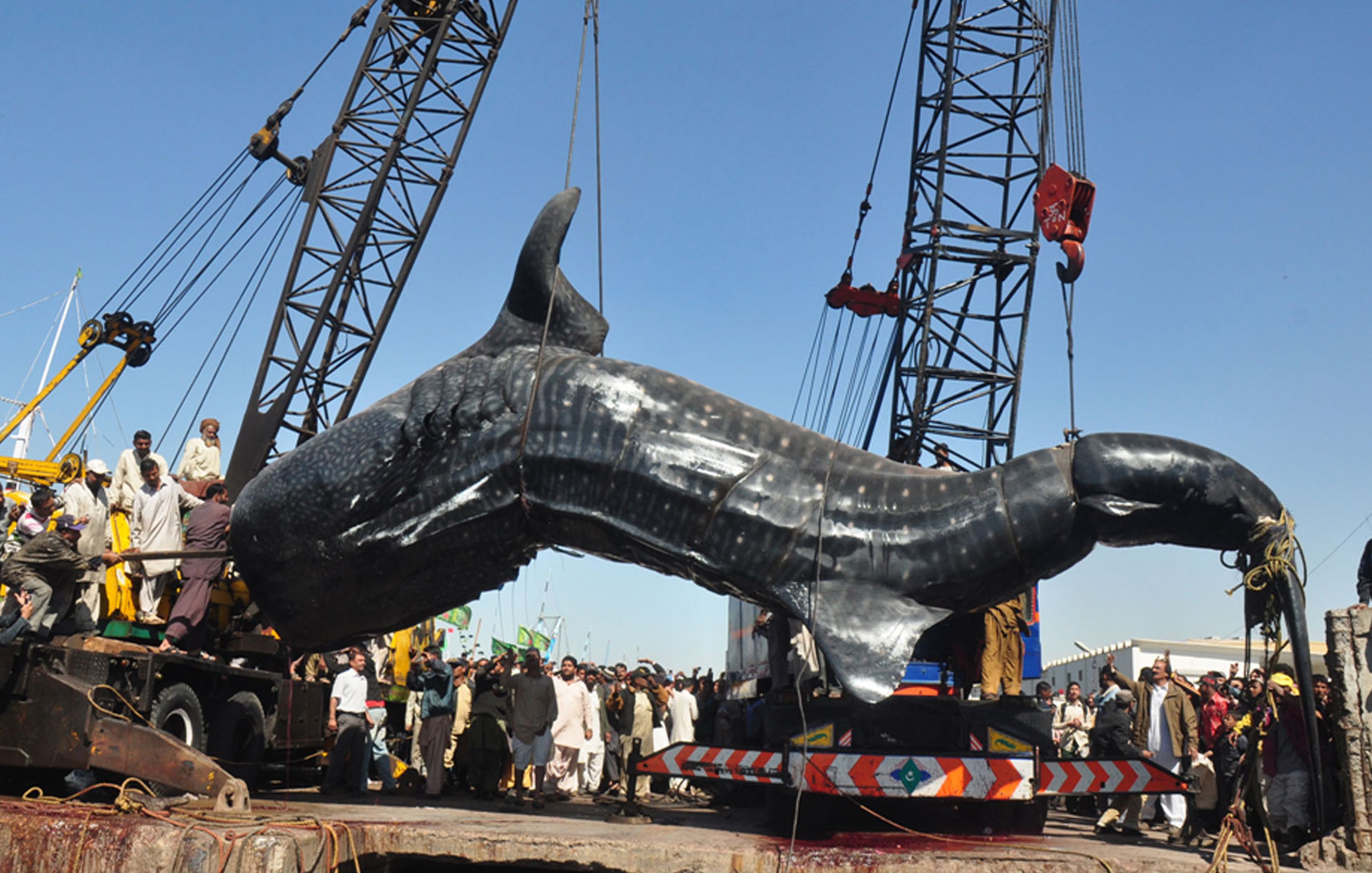 340114 baixar papel de parede animais, tubarão baleia - protetores de tela e imagens gratuitamente