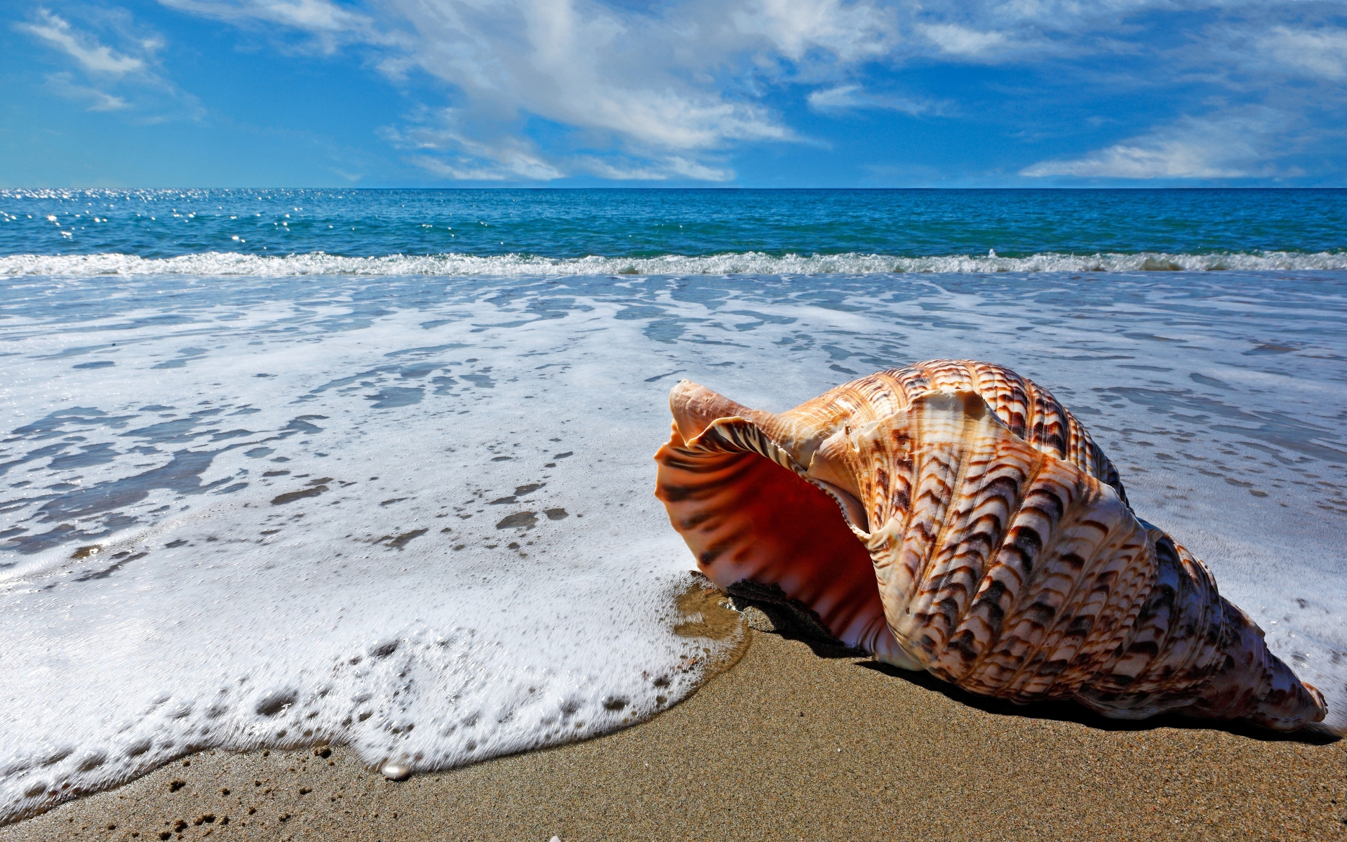 Download mobile wallpaper Sea, Beach, Horizon, Ocean, Earth, Shell for free.