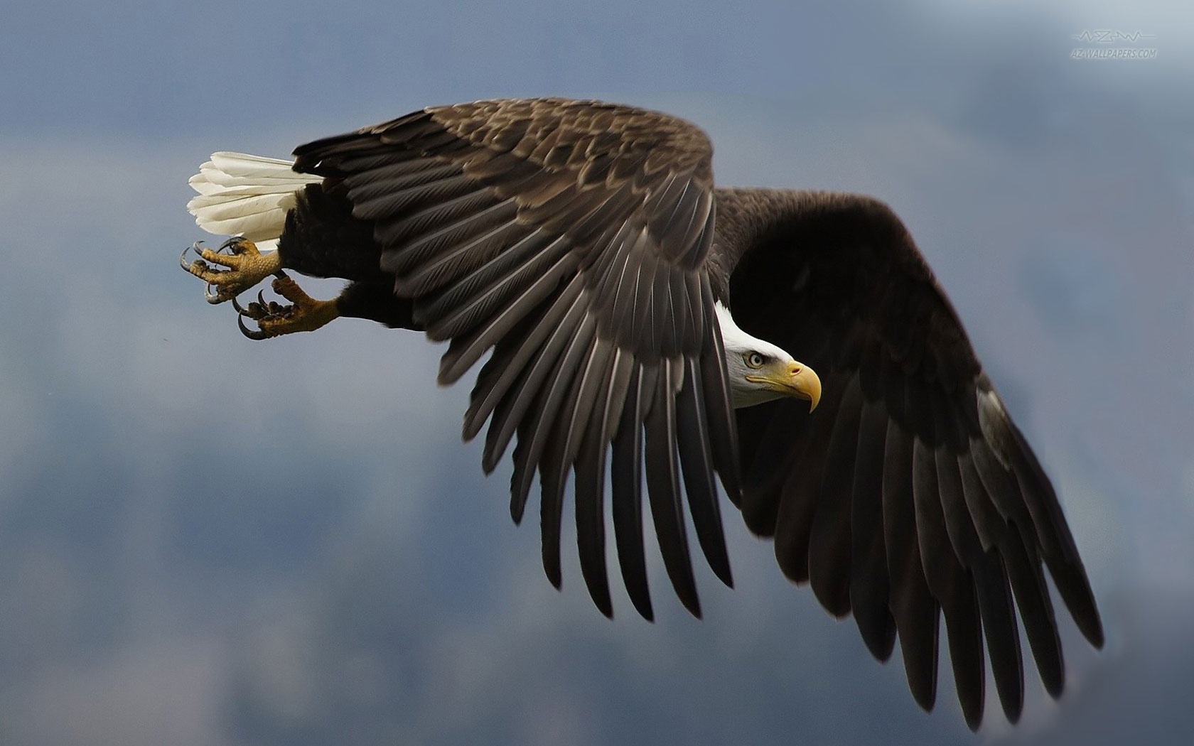 Free download wallpaper Bird, Animal, Bald Eagle on your PC desktop