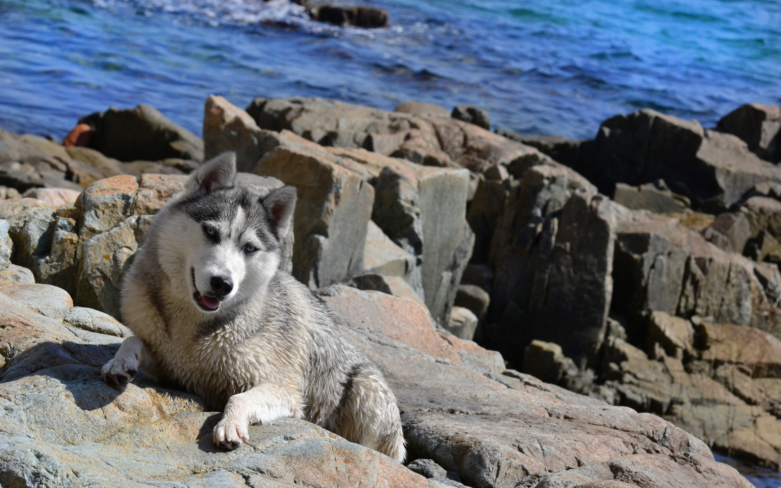 Laden Sie das Tiere, Schlittenhund-Bild kostenlos auf Ihren PC-Desktop herunter