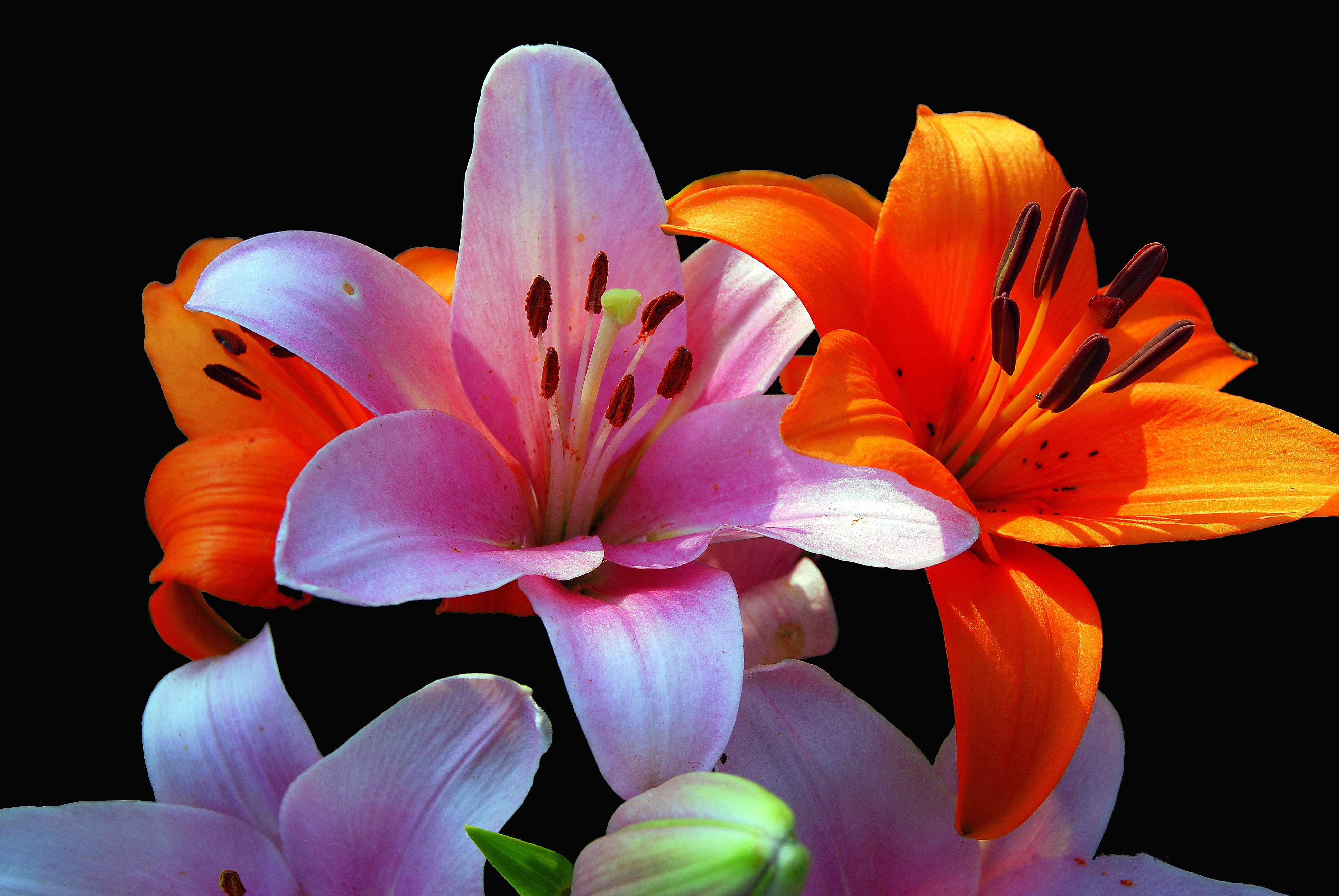 Laden Sie das Blumen, Nahansicht, Lilie, Lila Blume, Erde/natur, Orangene Blume-Bild kostenlos auf Ihren PC-Desktop herunter