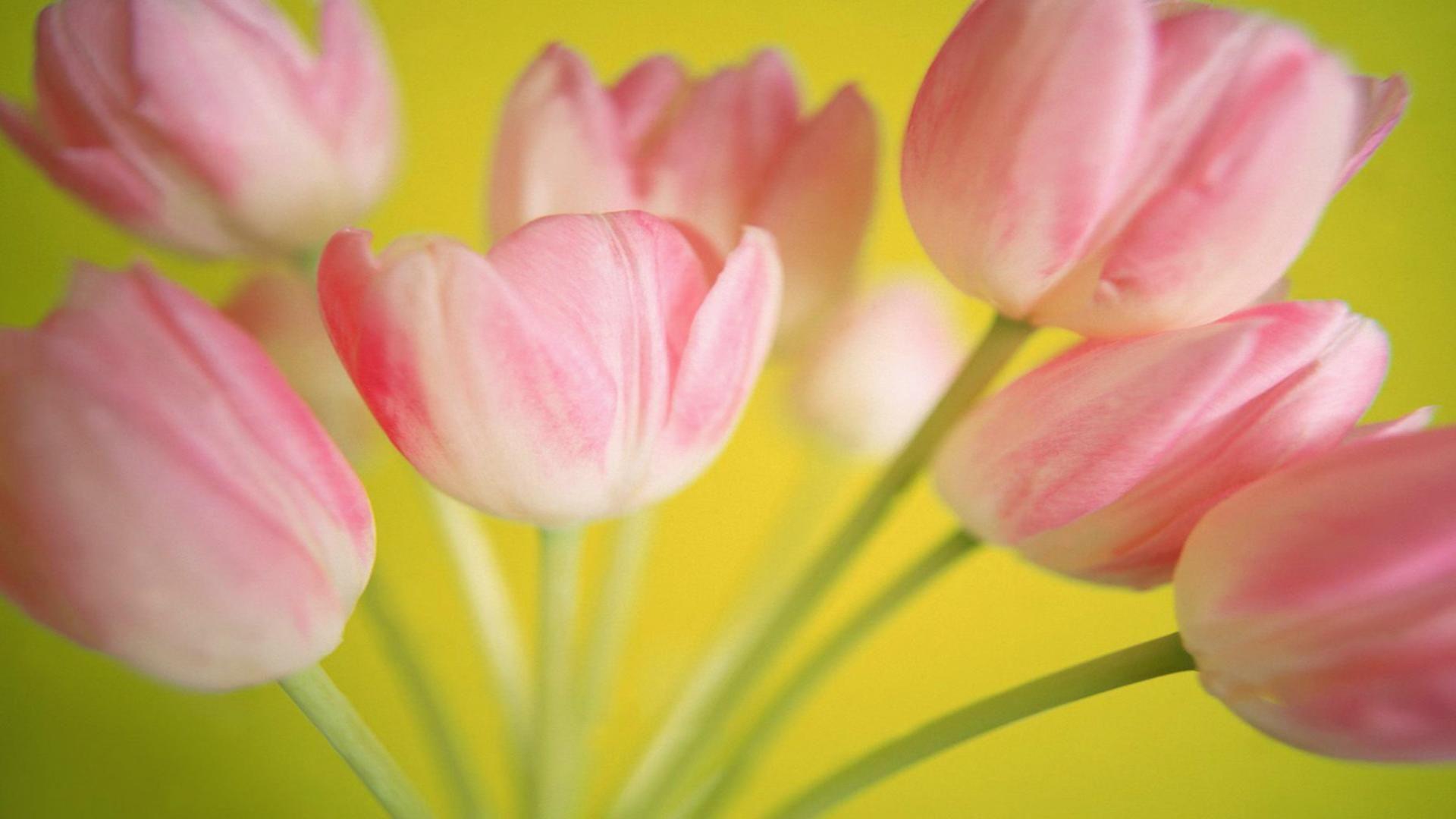 Téléchargez gratuitement l'image Fleurs, Fleur, Tulipe, La Nature, Terre/nature, Fleur Rose sur le bureau de votre PC