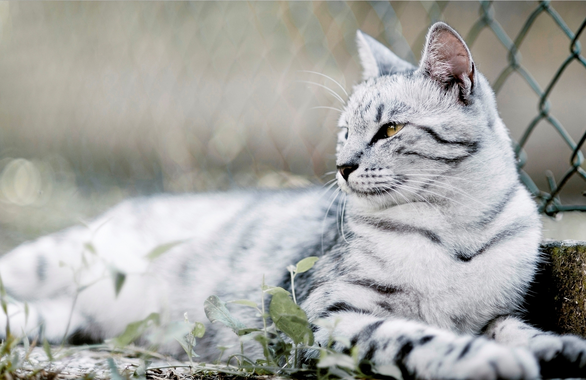 Download mobile wallpaper Lie, Animals, To Lie Down, Striped, Fence, Grey, Cat, Grid for free.