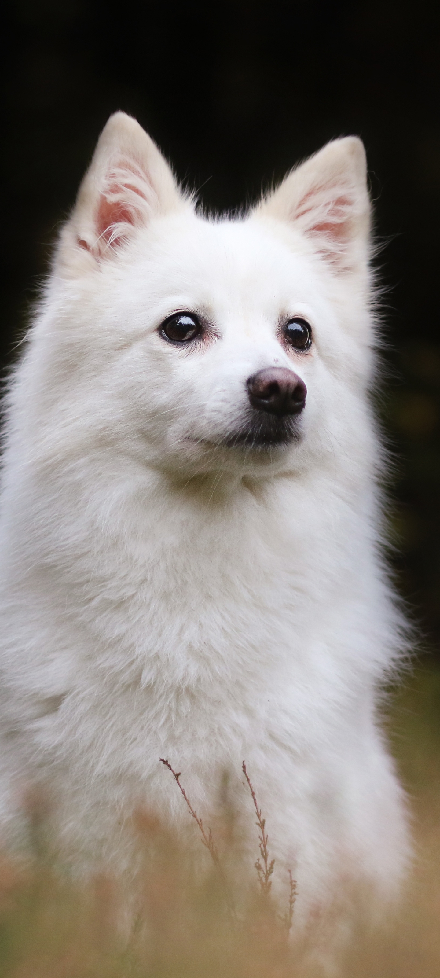 1187765 скачать обои животные, собака, белая овчарка, американская эскимосская собака, собаки - заставки и картинки бесплатно