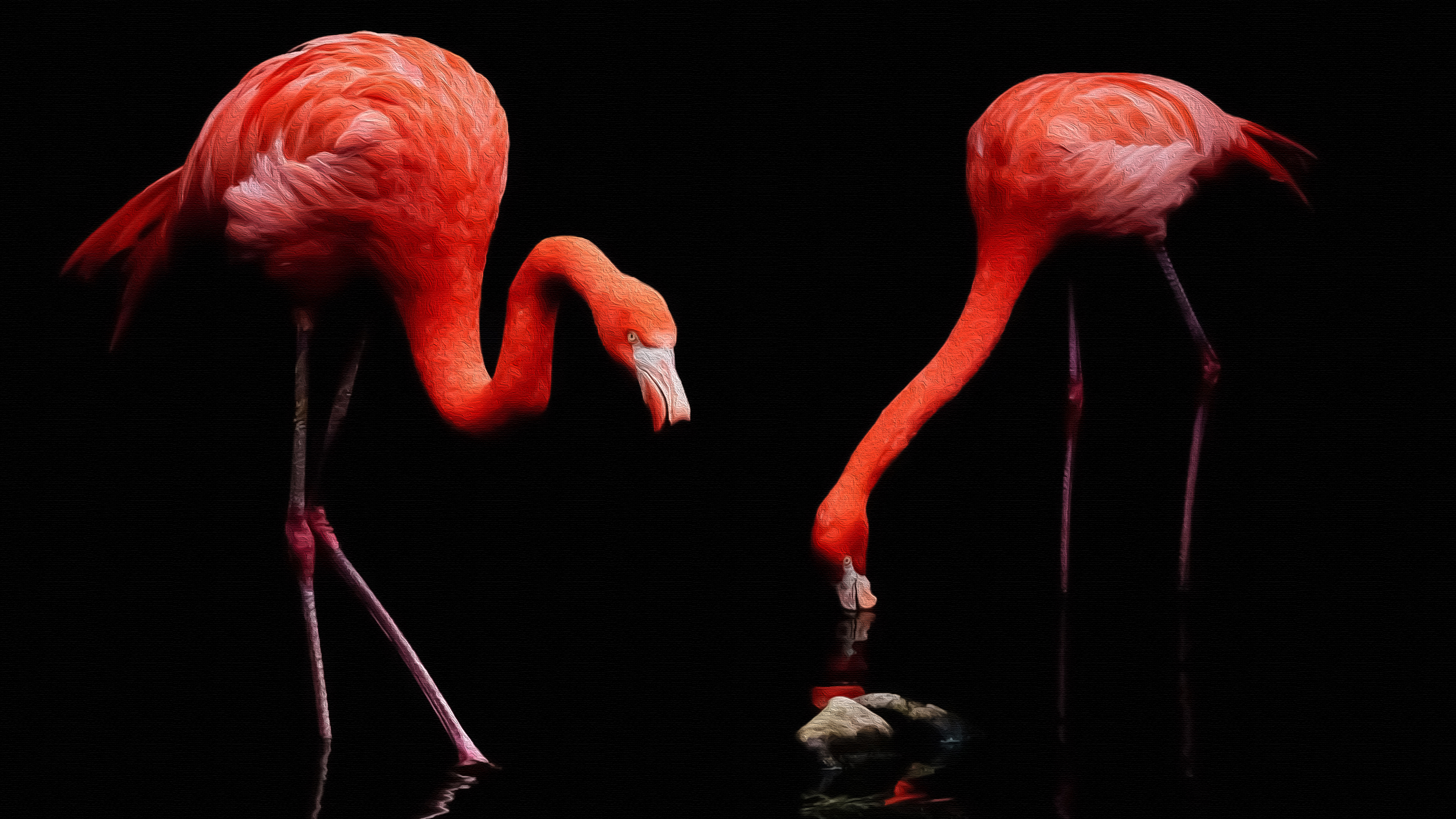Download mobile wallpaper Birds, Flamingo, Dark, Animal for free.