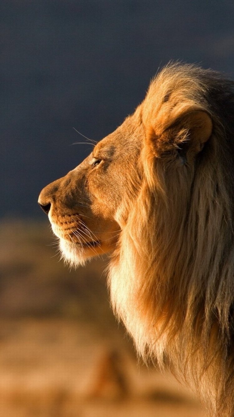 Téléchargez des papiers peints mobile Animaux, Chats, Lion gratuitement.