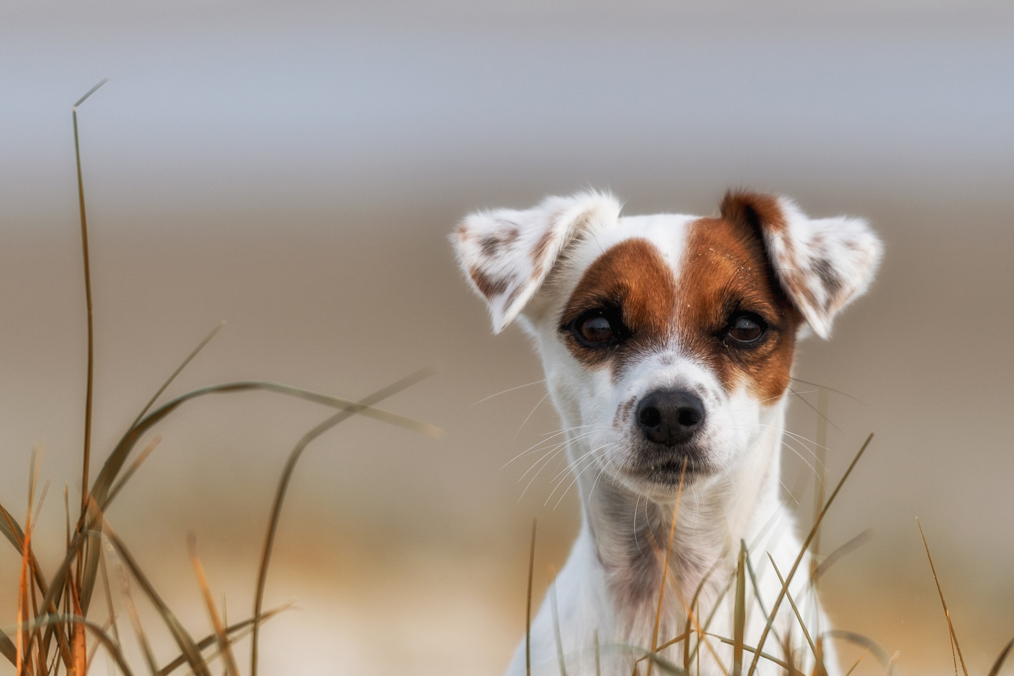 animal, jack russell terrier, dog, muzzle, dogs