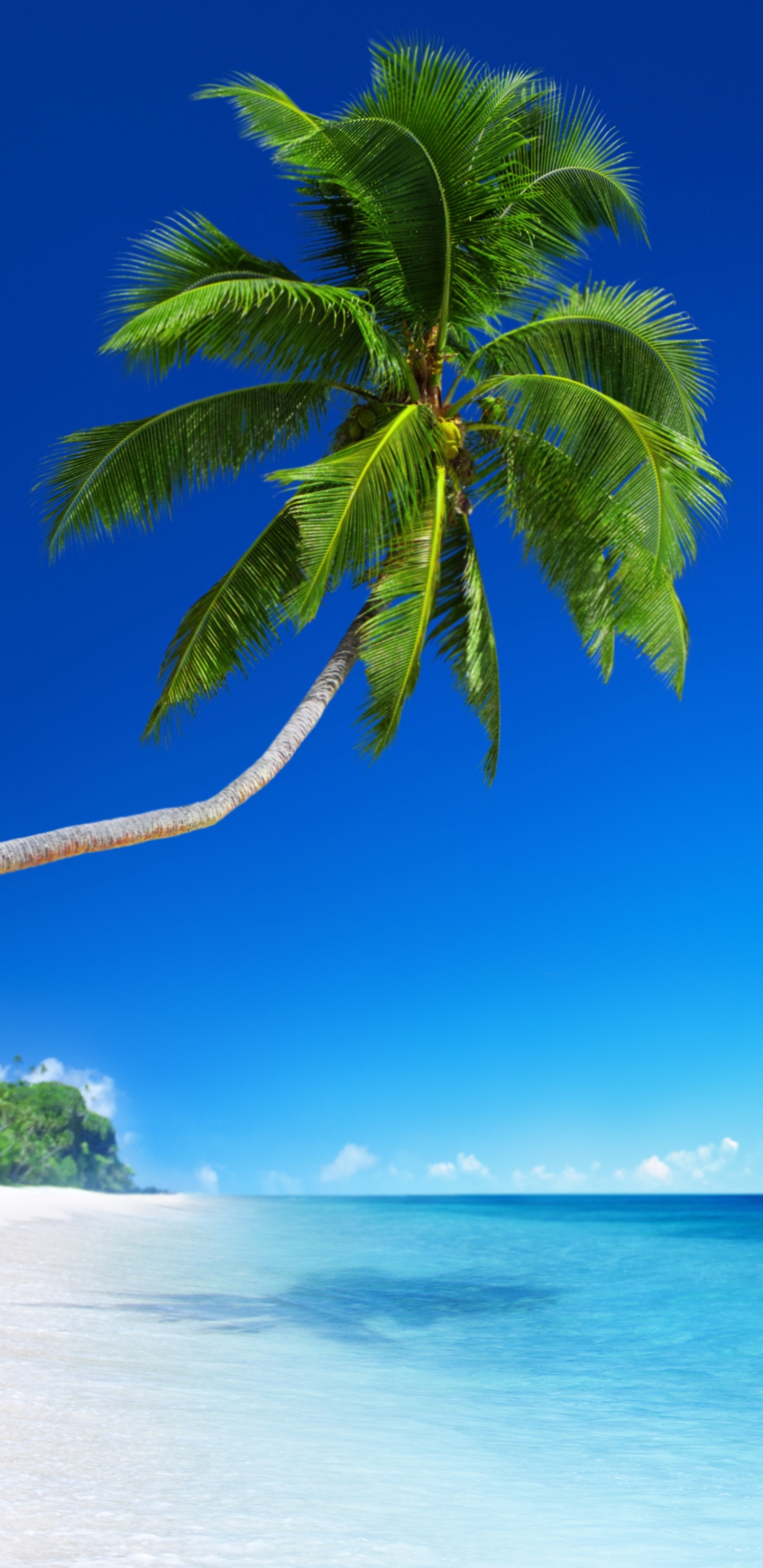 Download mobile wallpaper Horizon, Ocean, Earth, Tropical, Palm Tree for free.