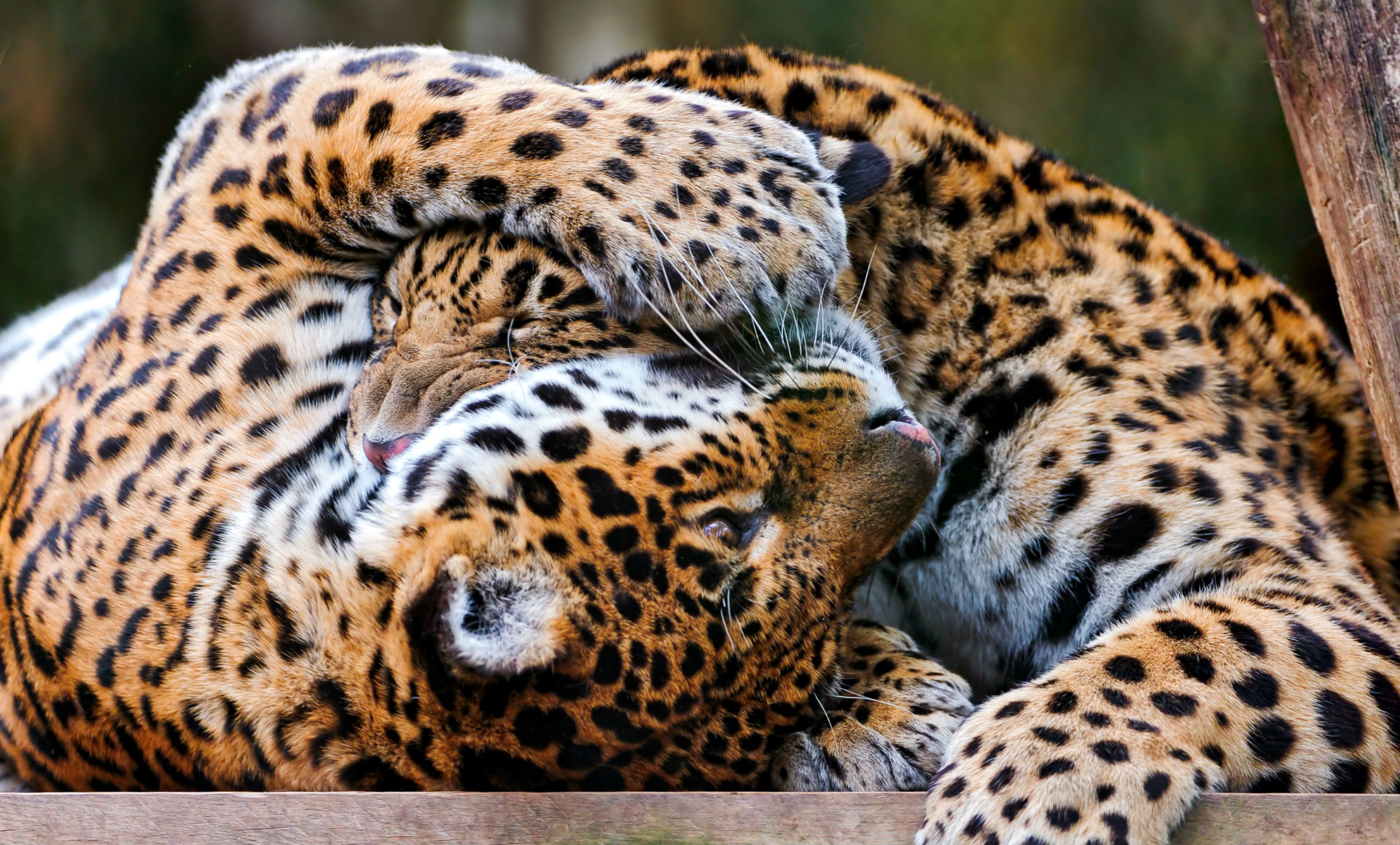 254338 descargar imagen animales, jaguar, gatos: fondos de pantalla y protectores de pantalla gratis