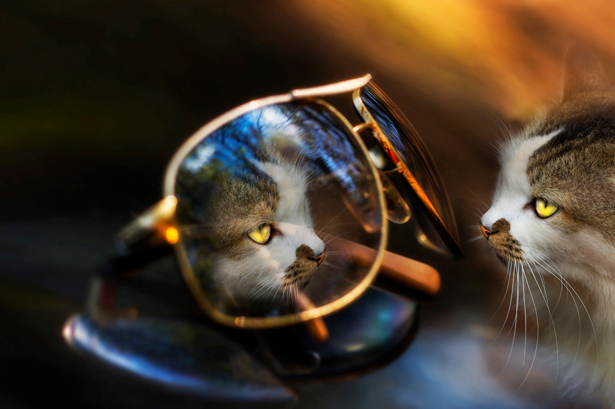 Descarga gratuita de fondo de pantalla para móvil de Animales, Gatos, Gato, Gafas De Sol, Reflejo.