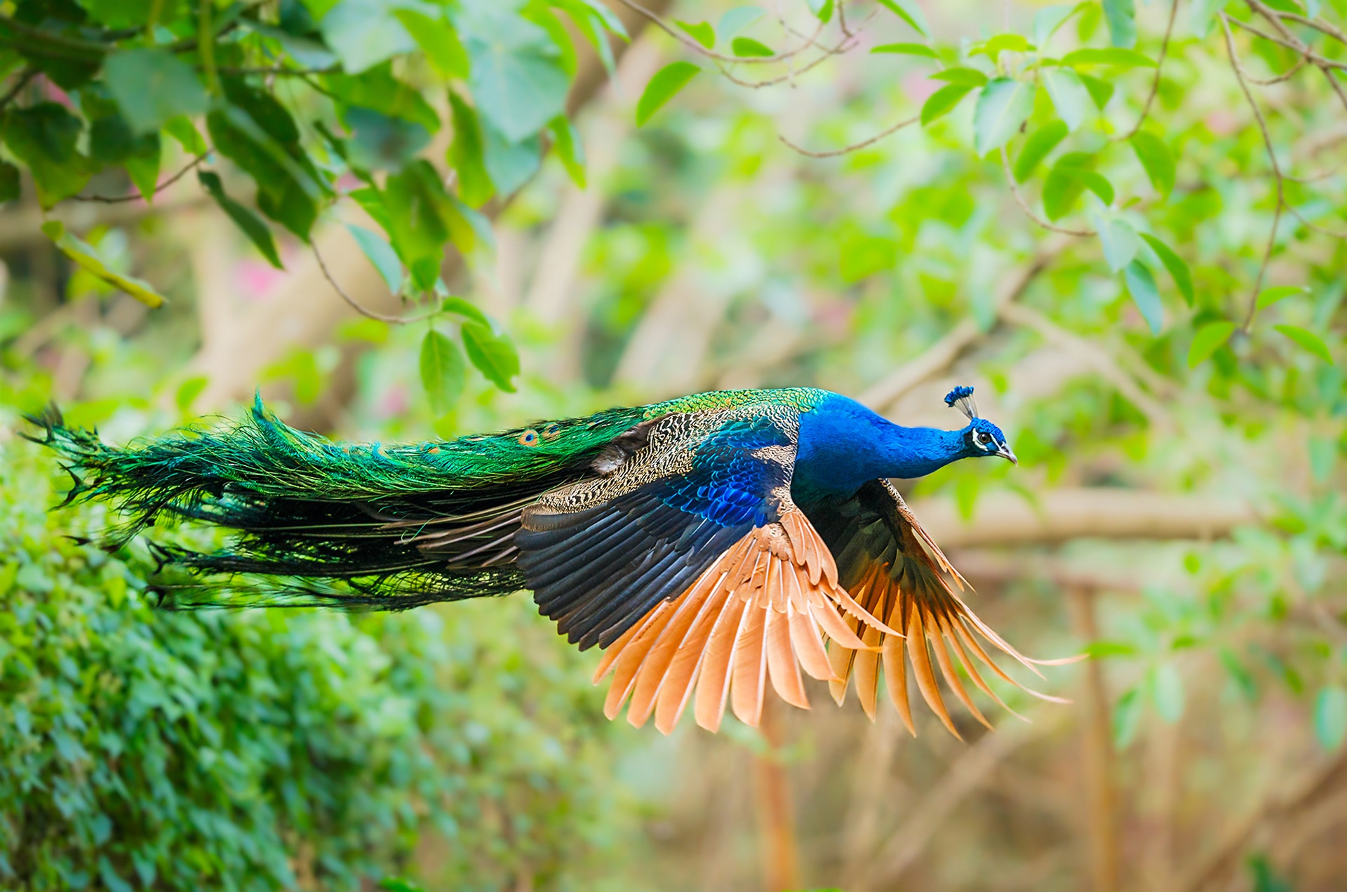 Download mobile wallpaper Birds, Bird, Animal, Colorful, Peacock for free.
