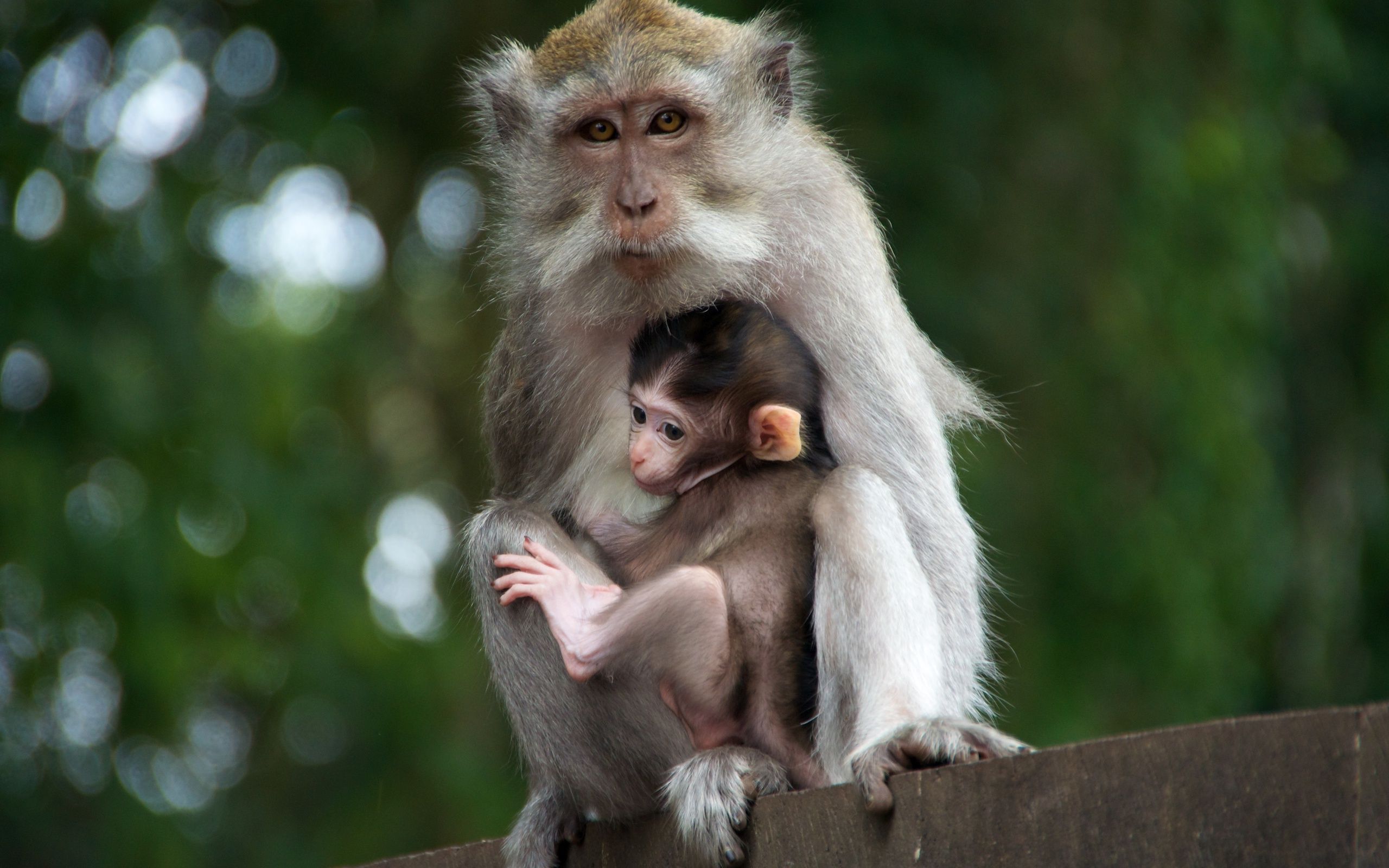 Laden Sie das Tiere, Bokeh, Affen, Tierbaby-Bild kostenlos auf Ihren PC-Desktop herunter