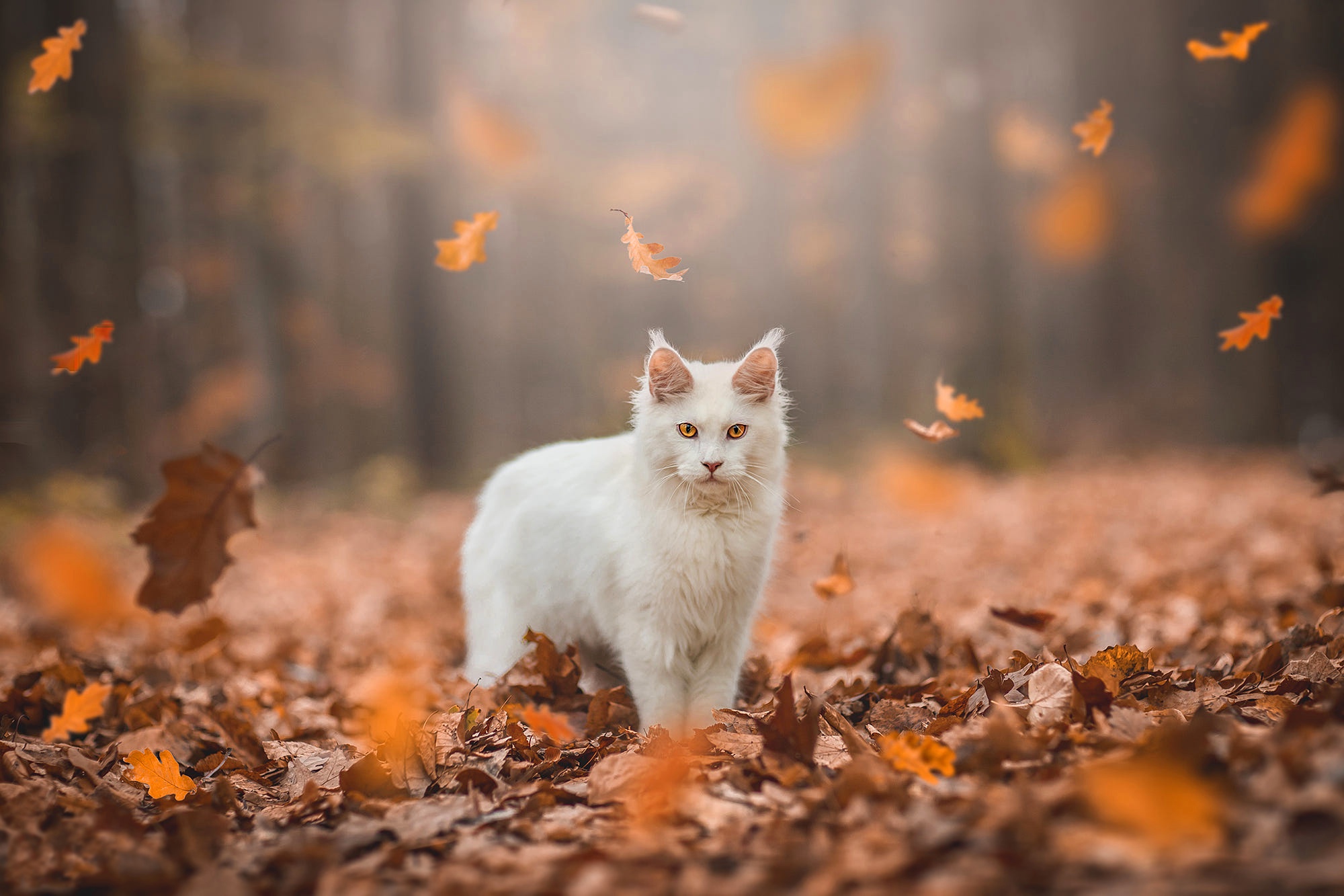 PCデスクトップに動物, 秋, 葉, ネコ, 猫, 被写界深度画像を無料でダウンロード