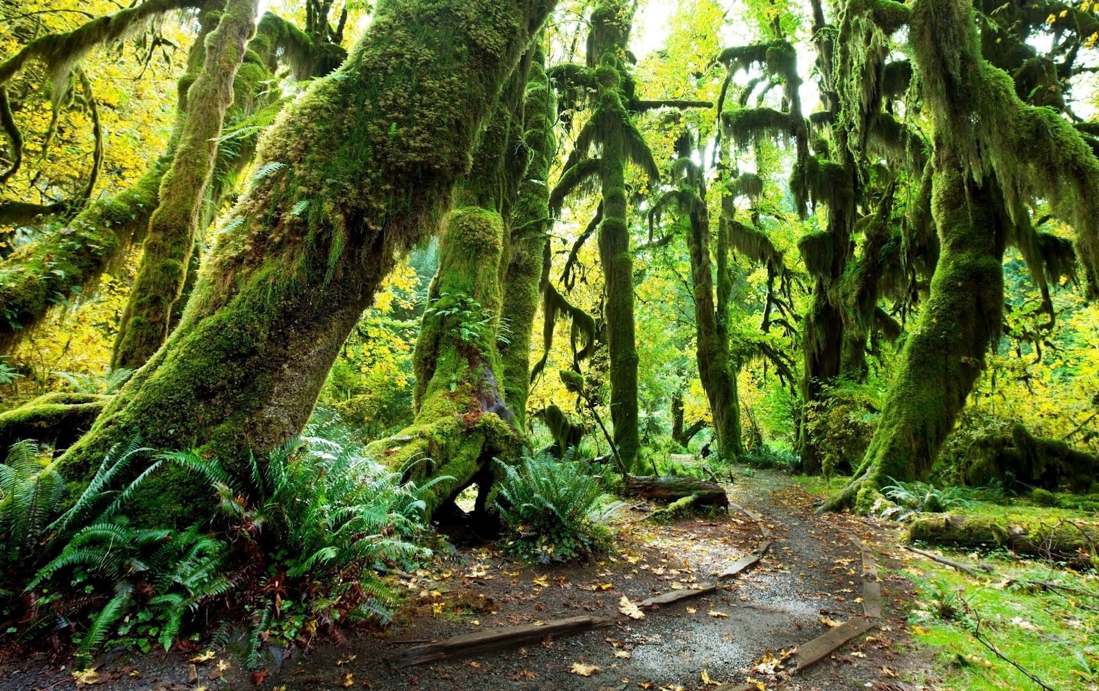 Laden Sie das Natur, Wald, Baum, Vegetation, Moos, Erde/natur-Bild kostenlos auf Ihren PC-Desktop herunter