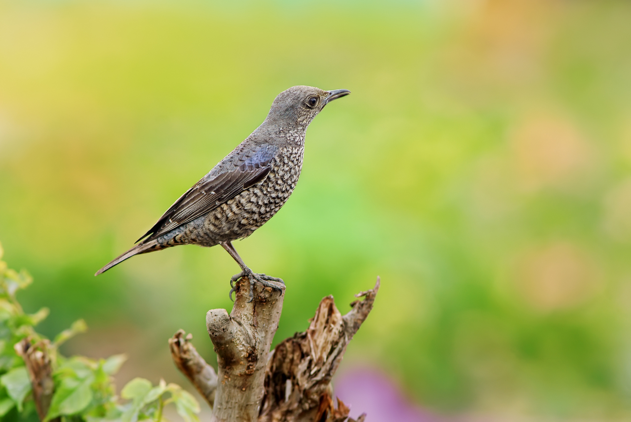 Free download wallpaper Bird, Birds, Animal on your PC desktop