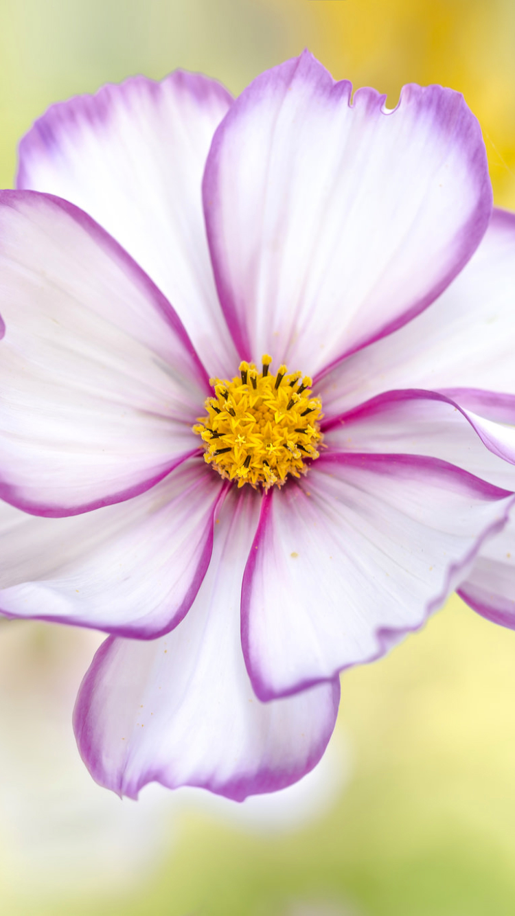 Download mobile wallpaper Flowers, Flower, Close Up, Earth, Daisy, Cosmos, White Flower for free.
