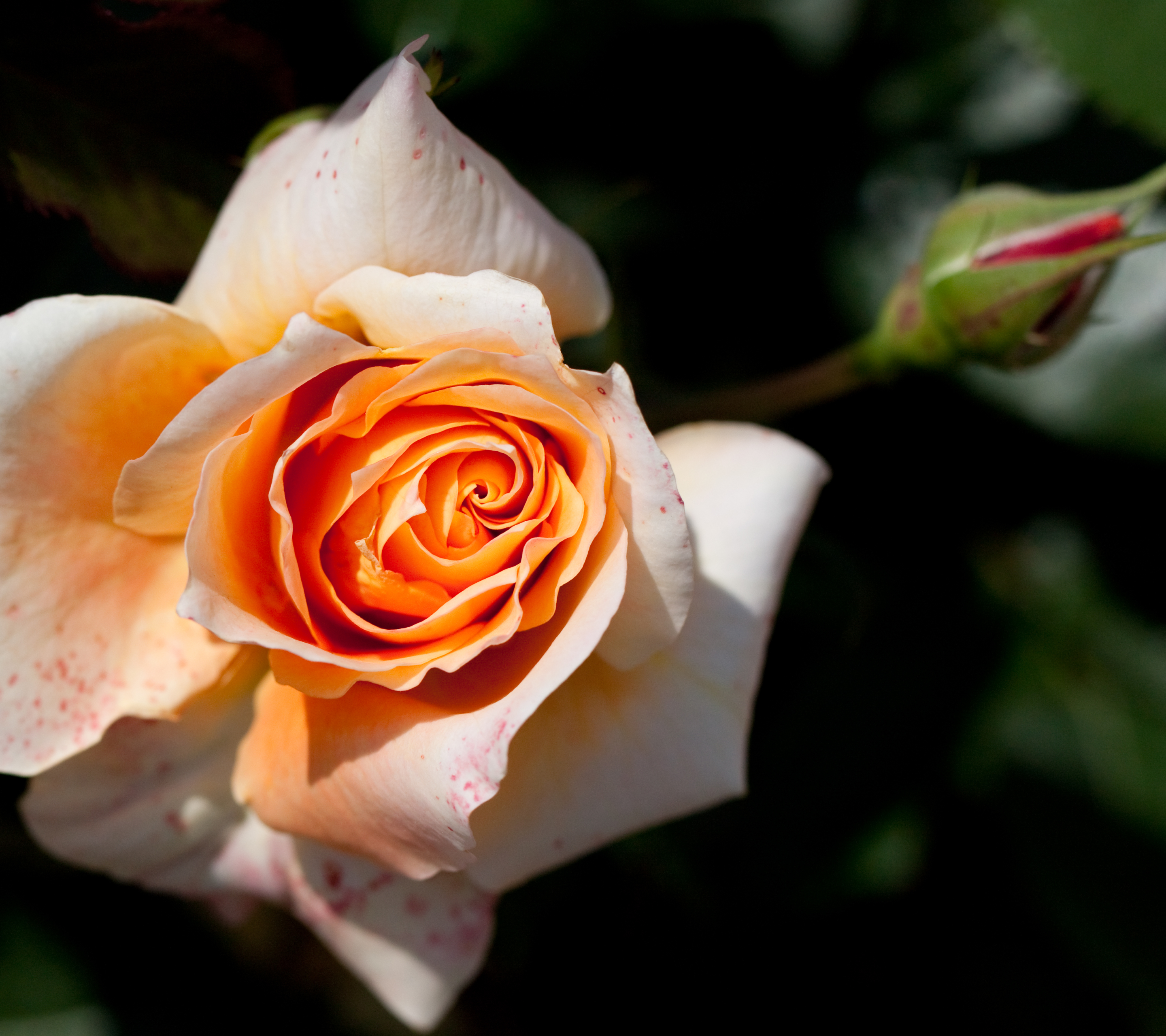 Téléchargez gratuitement l'image Fleurs, Rose, Terre/nature sur le bureau de votre PC