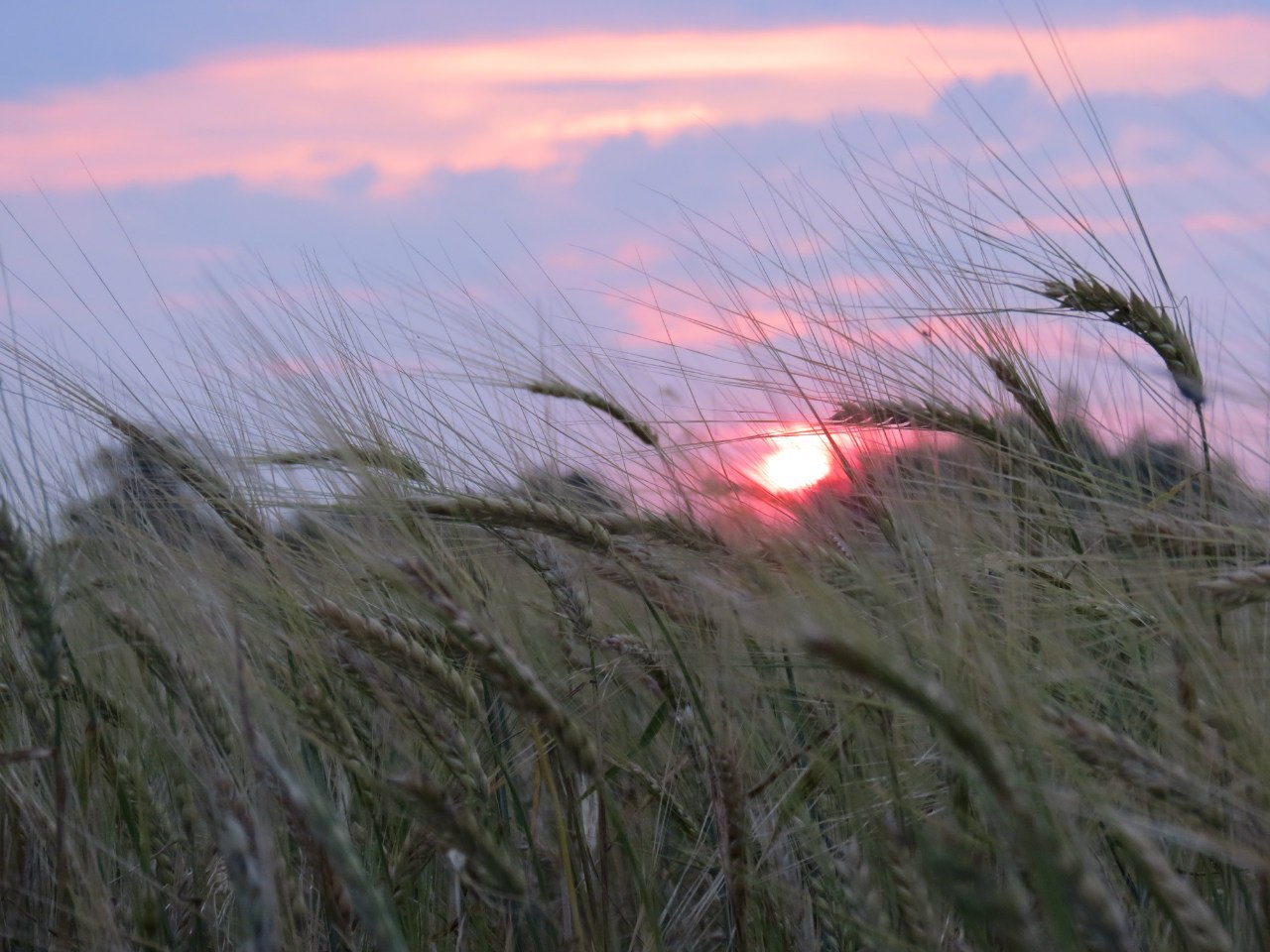 Download mobile wallpaper Sunset, Fields, Landscape, Wheat for free.