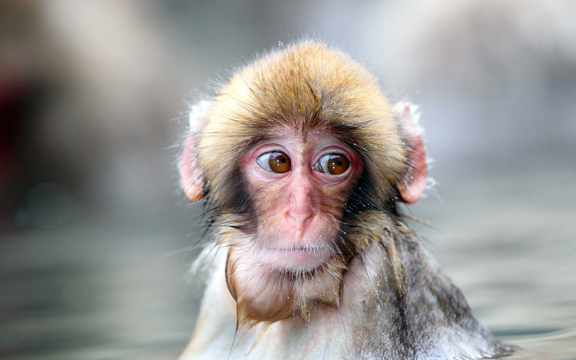 Download mobile wallpaper Monkeys, Monkey, Animal for free.