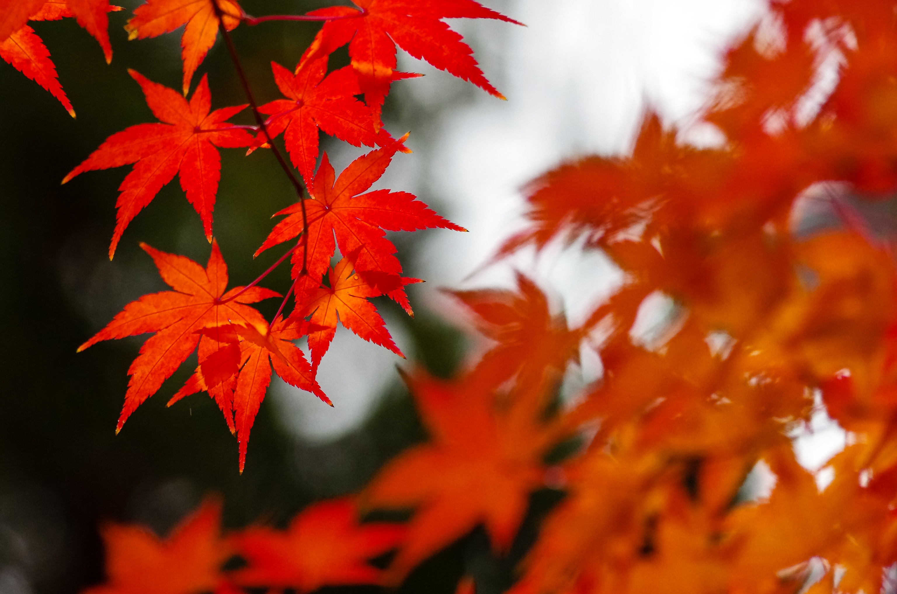 Скачать обои бесплатно Осень, Лист, Кленовый Лист, Земля/природа картинка на рабочий стол ПК