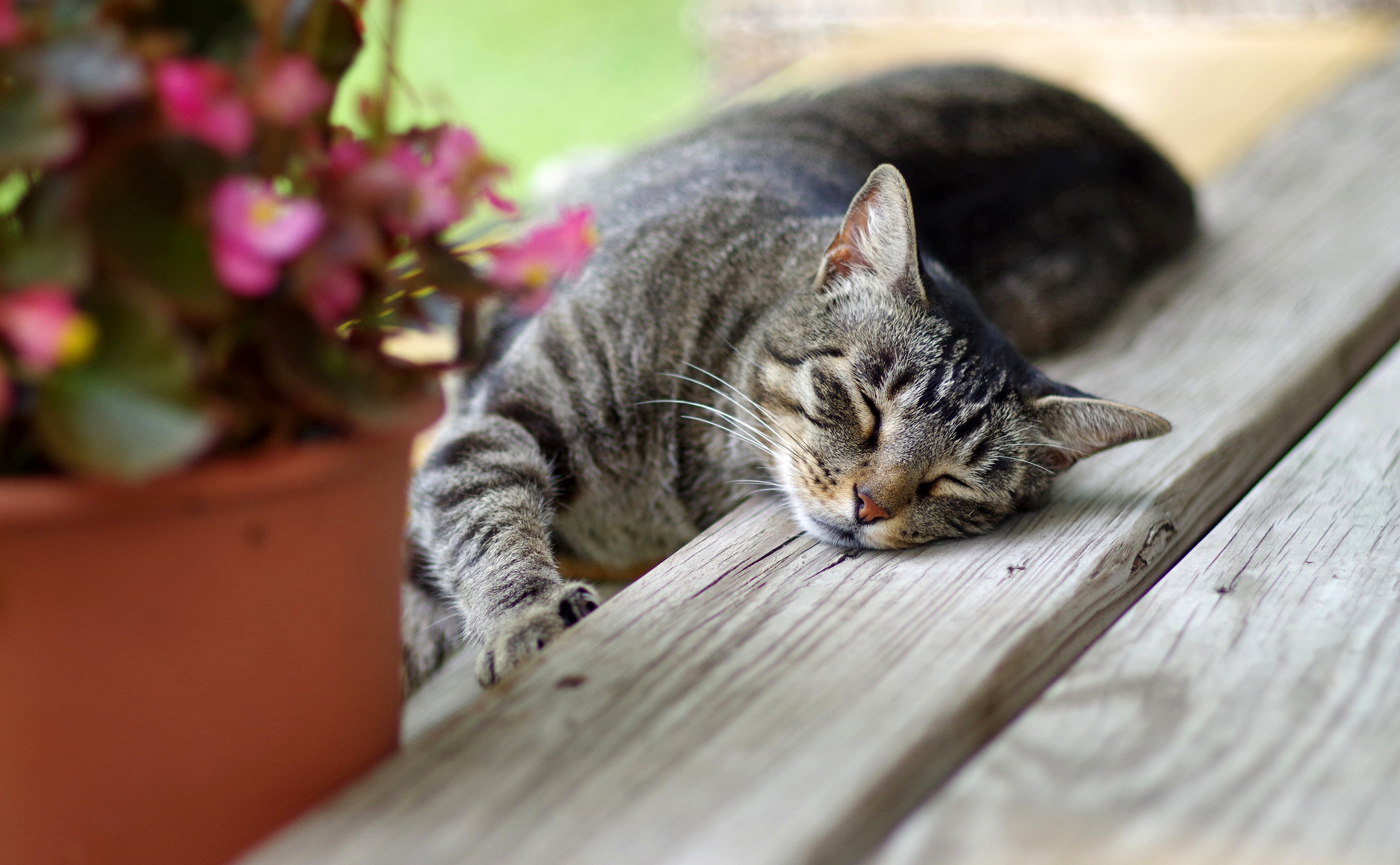 Handy-Wallpaper Tiere, Katzen, Katze kostenlos herunterladen.