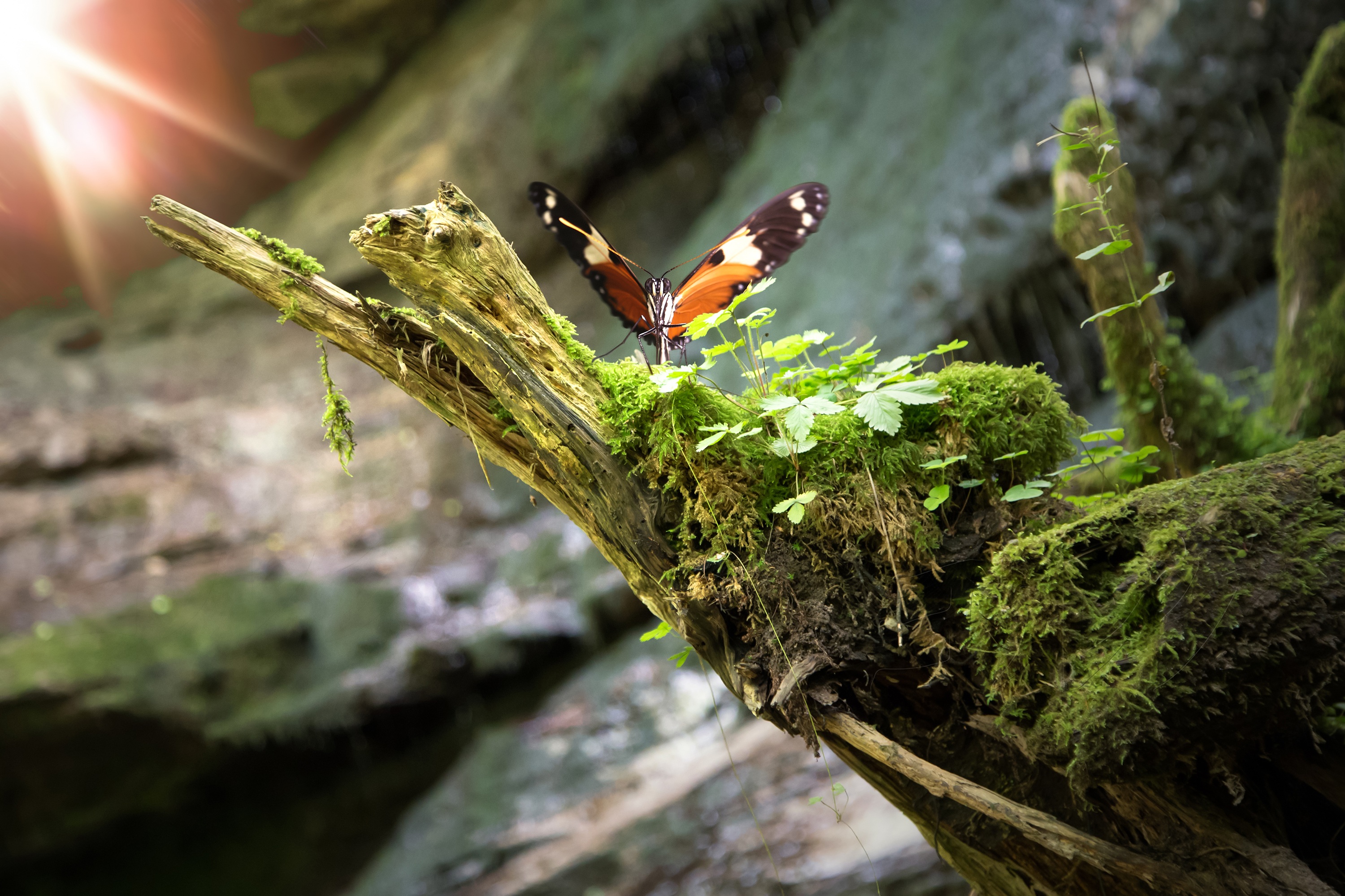 Download mobile wallpaper Insect, Butterfly, Animal for free.